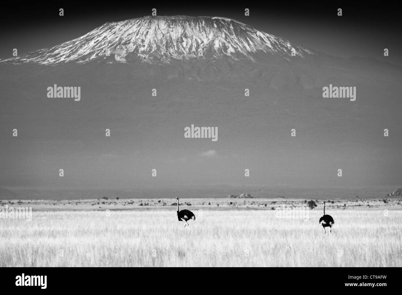 Une paire d'autruches sur les plaines herbeuses ci-dessous Kilimandjaro Banque D'Images