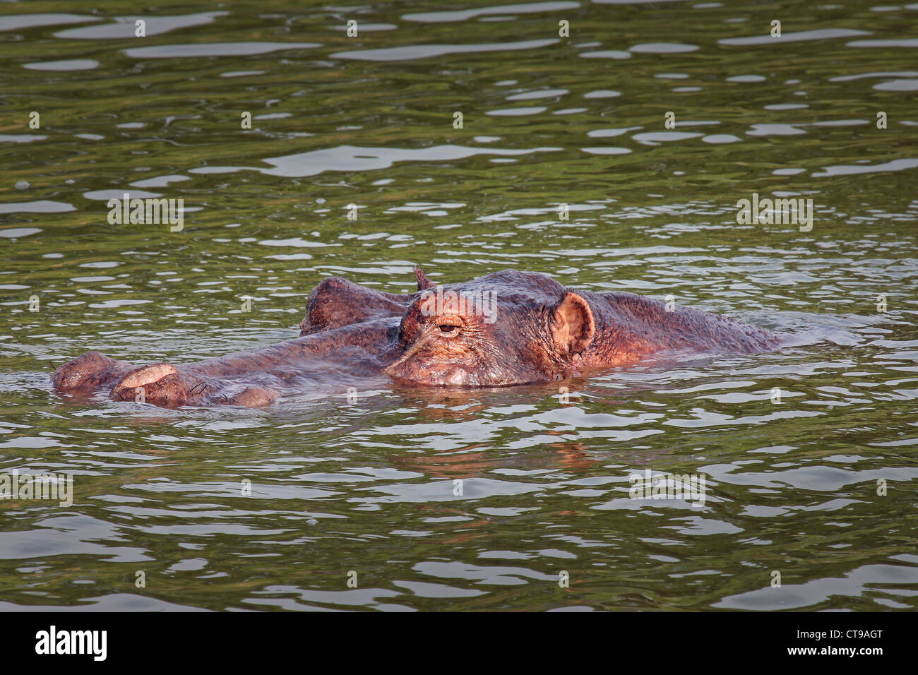Un hippopotame sauvages pairs hors de l'eau dans le canal Kazinga en Ouganda, l'Afrique. Banque D'Images