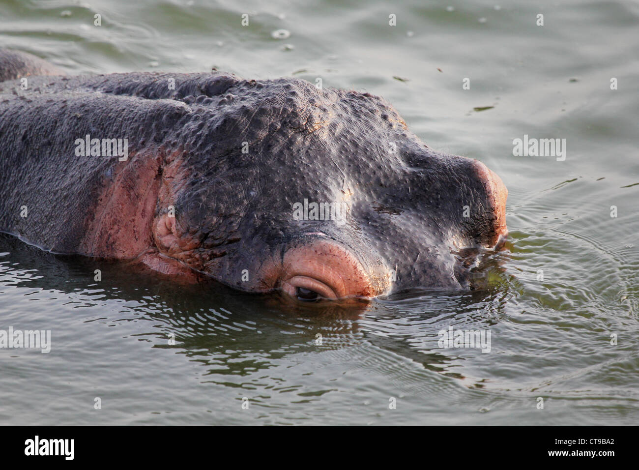 Un hippopotame sauvages pairs hors de l'eau dans le canal Kazinga en Ouganda, l'Afrique. Banque D'Images