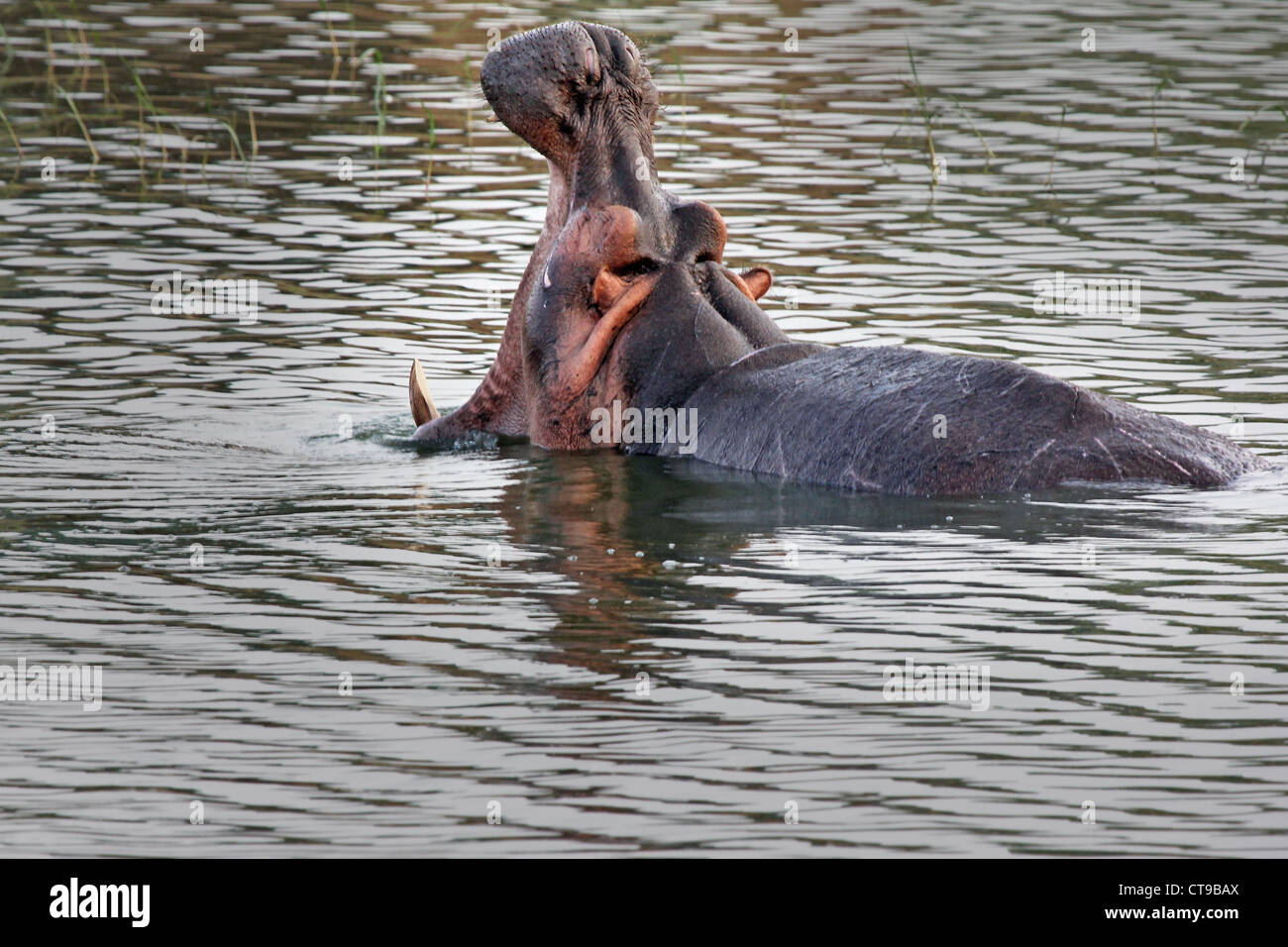 Un hippopotame sauvage présente une menace s'affichent dans le canal Kazinga en Ouganda, l'Afrique. Banque D'Images