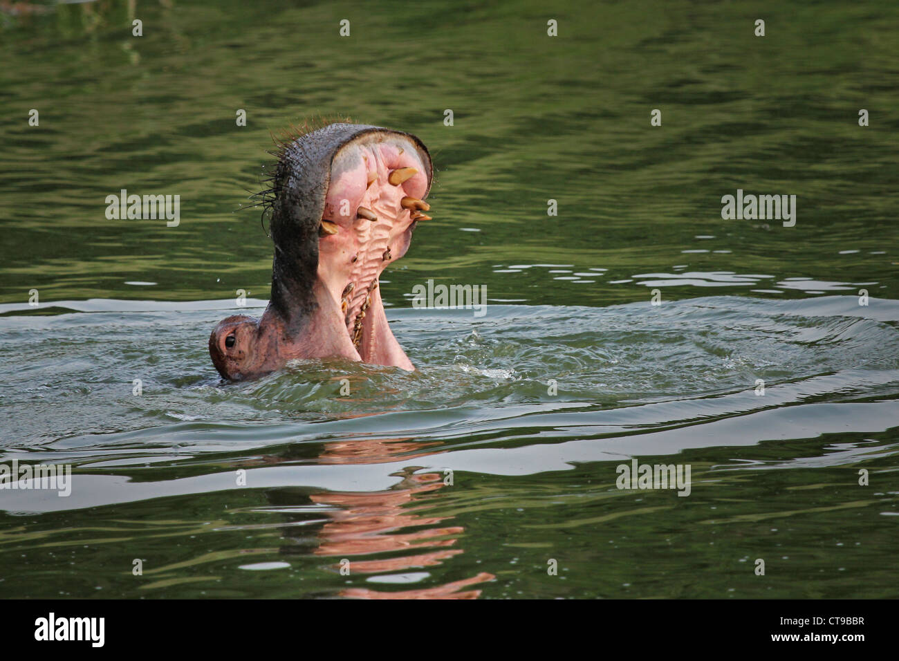 Un hippopotame sauvage présente une menace s'affichent dans le canal Kazinga en Ouganda, l'Afrique. Banque D'Images