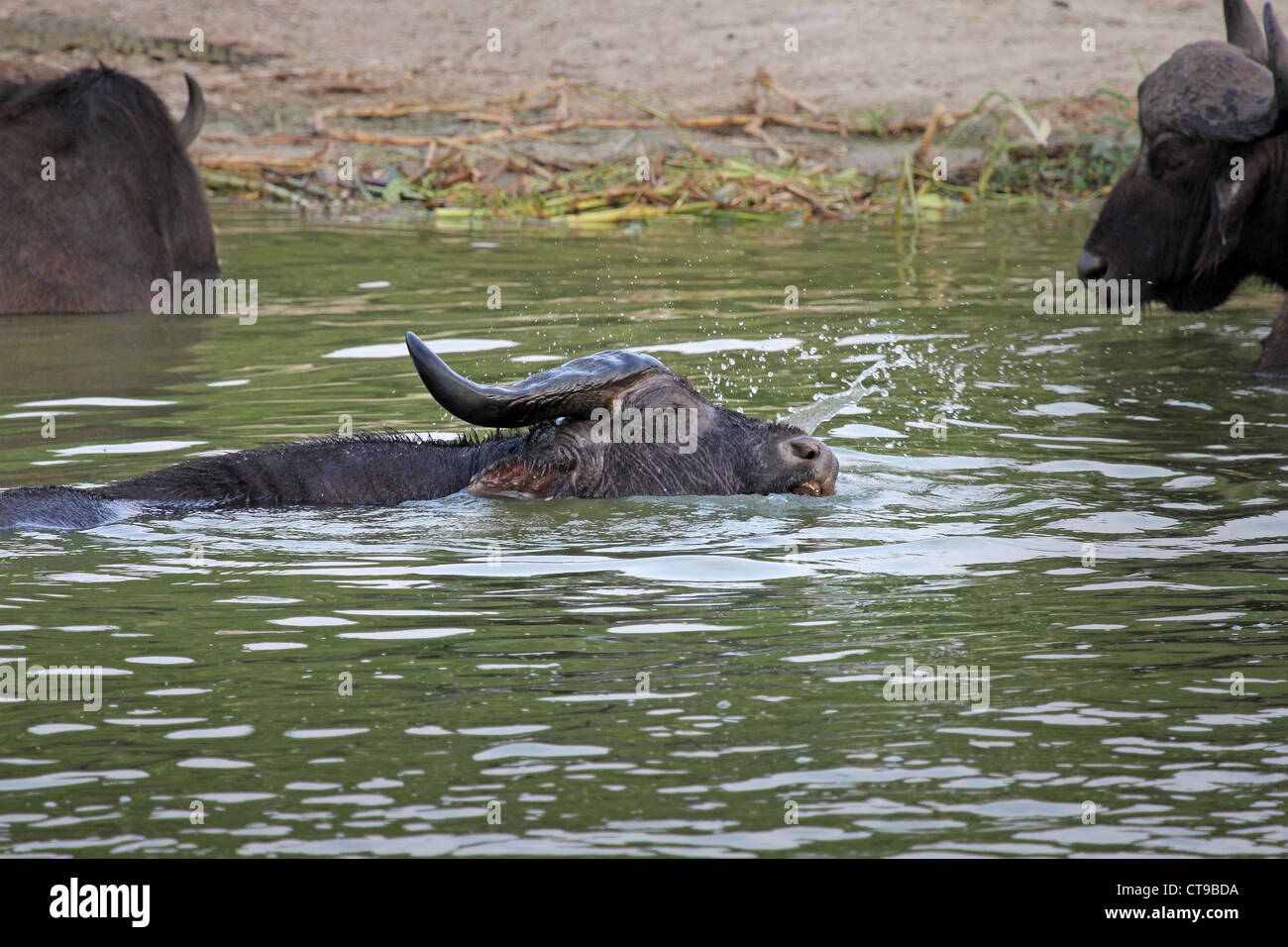 Un BUFFLE SAUVAGE lutte pour prendre son dernier souffle avant d'être traîné sous l'eau par un crocodile en Ouganda, l'Afrique. Banque D'Images