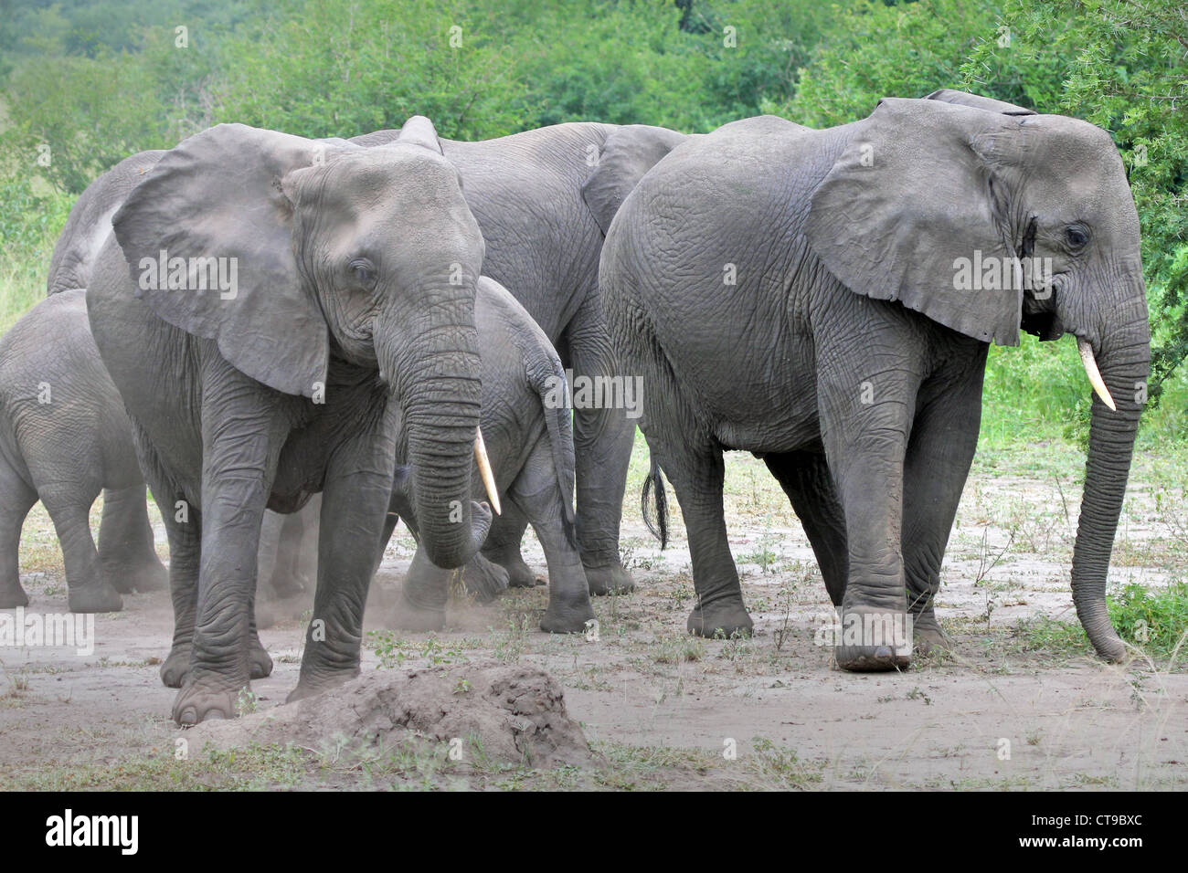 L'éléphant sauvage camouflage en jetant de la terre sur eux-mêmes avec leur tronc en Ouganda, l'Afrique. Banque D'Images