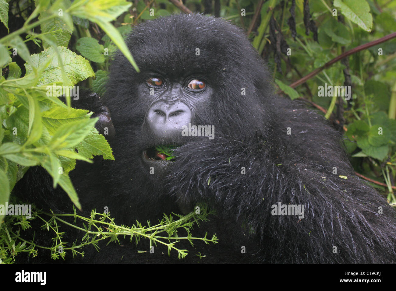 Un gorille de montagne faim heureusement takes something loin sur les feuilles dans la nature sauvage de la montagnes Virunga entre le Congo et le Rwanda. Banque D'Images
