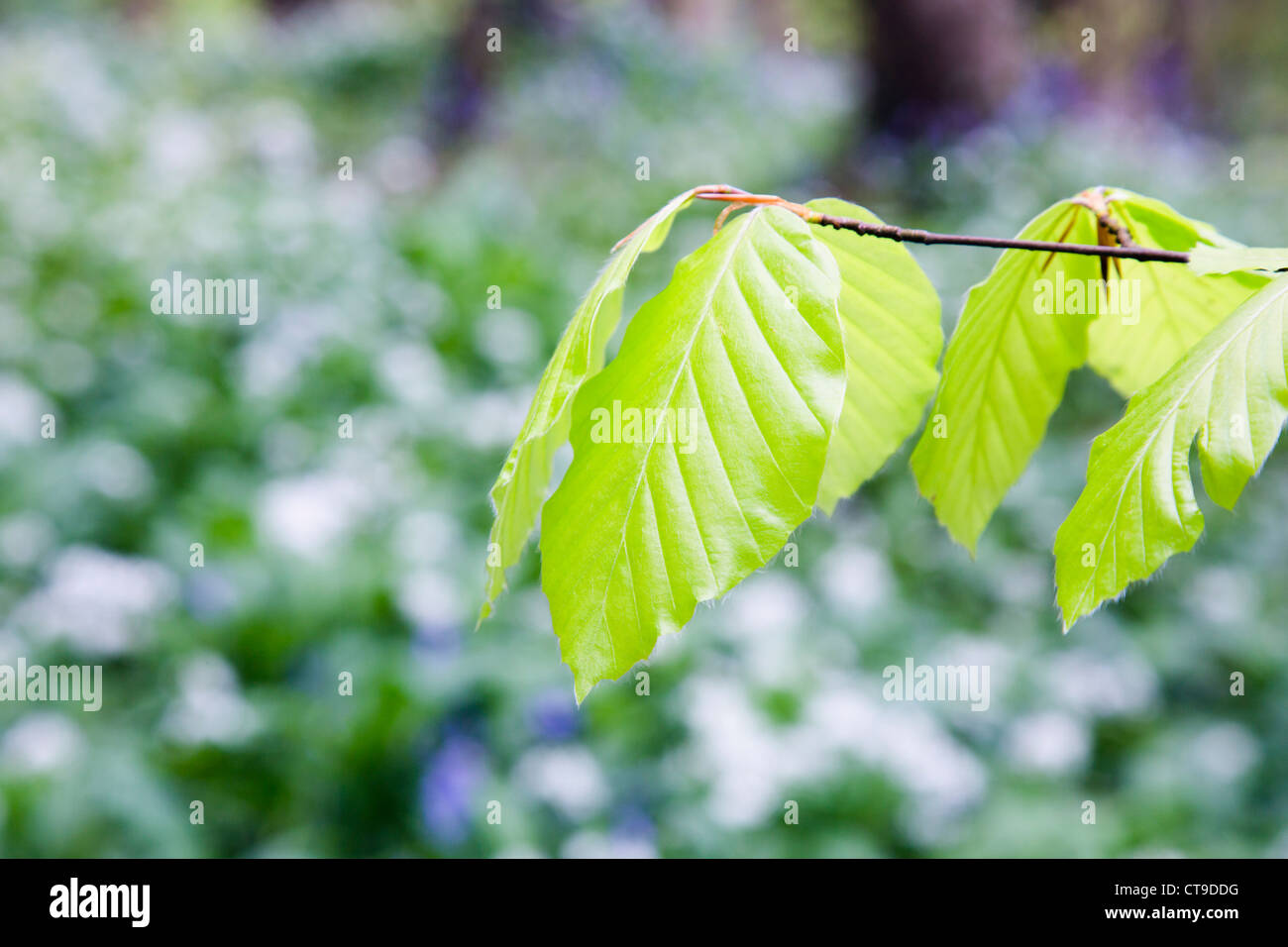 Les feuilles de hêtre, Fagus sylvatica ; Duloe Woods, Cornwall, UK Banque D'Images