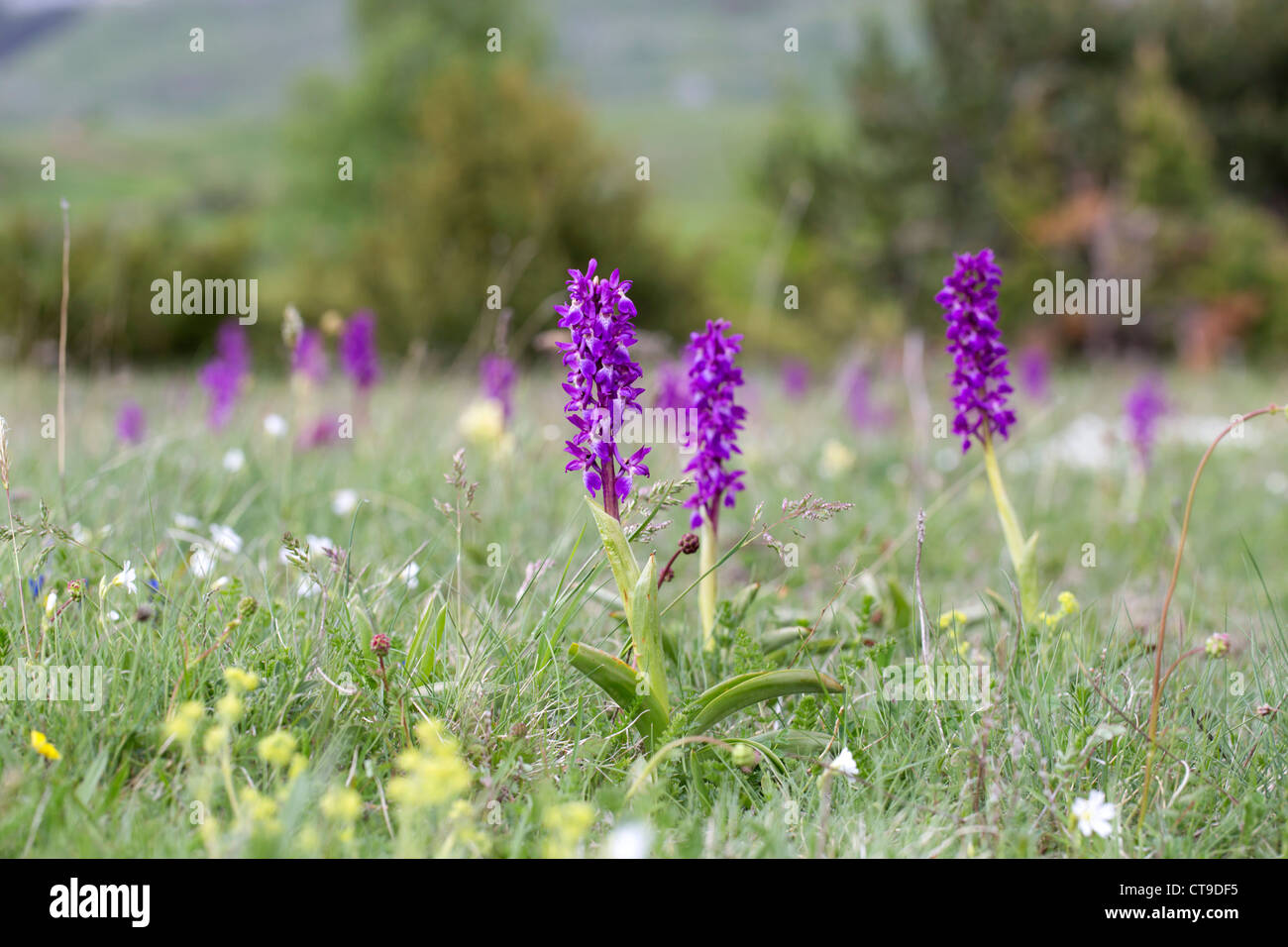 Early Purple Orchid ; Orchis mascula ; Pyrénées ; Espagne Banque D'Images