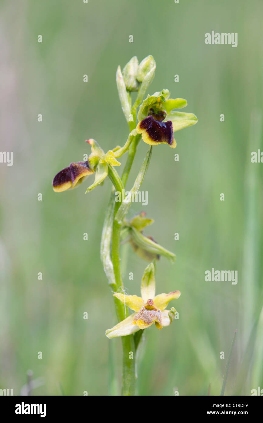 L'Orchidée araignée, Ophrys sphegodes ; Pyrénées ; Espagne ; Banque D'Images