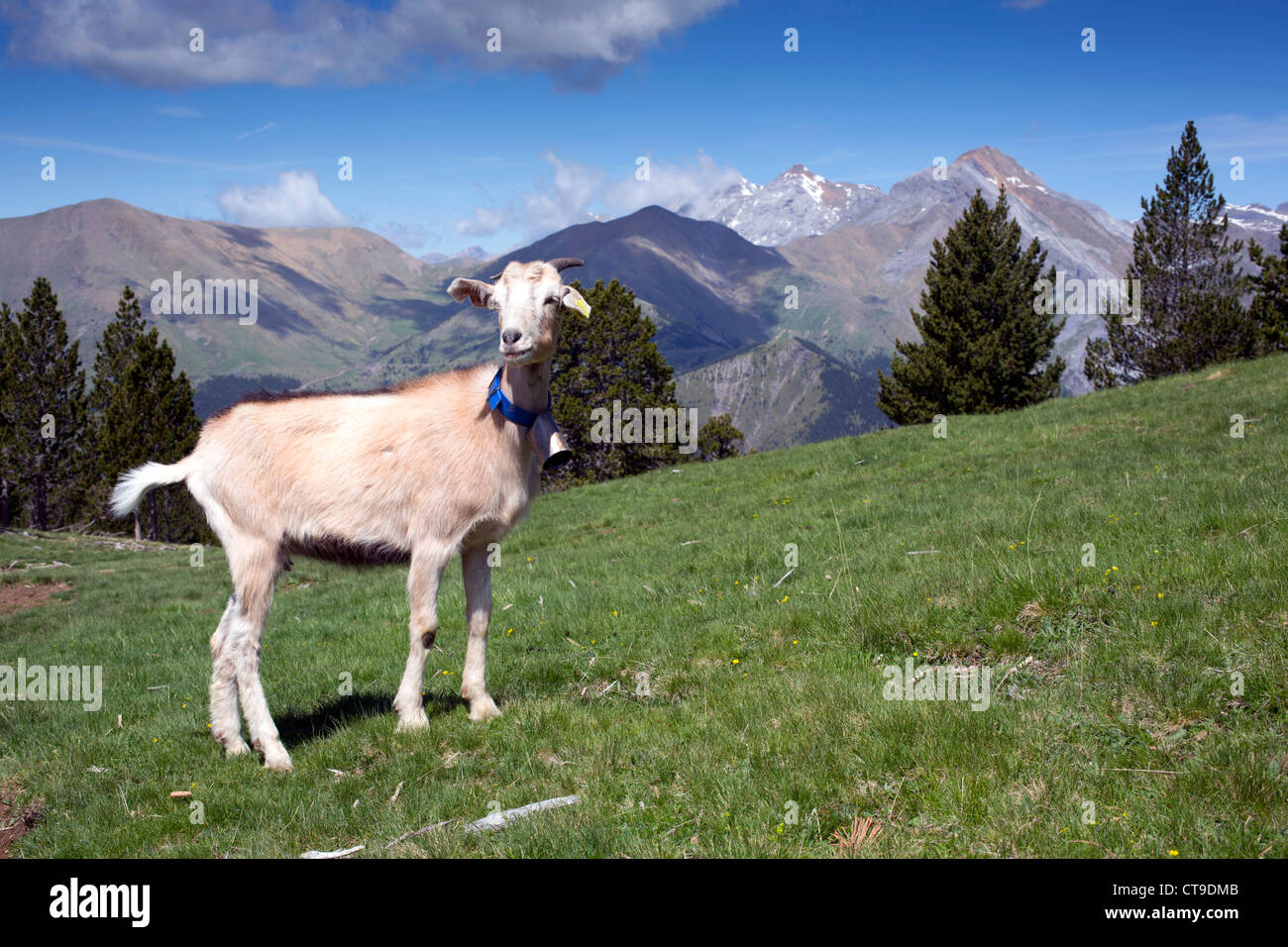 ; Chèvre Mirador Del Molar ; Pyrénées ; Espagne Banque D'Images