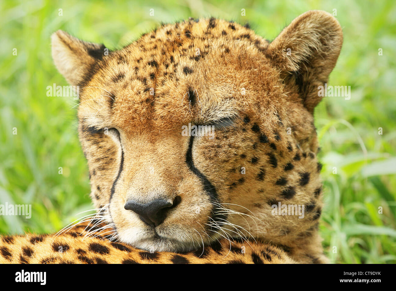 Un guépard sauvage repose dans l'herbe tout en gardant un œil sur les proies dans les savanes du Kenya, Afrique. Banque D'Images