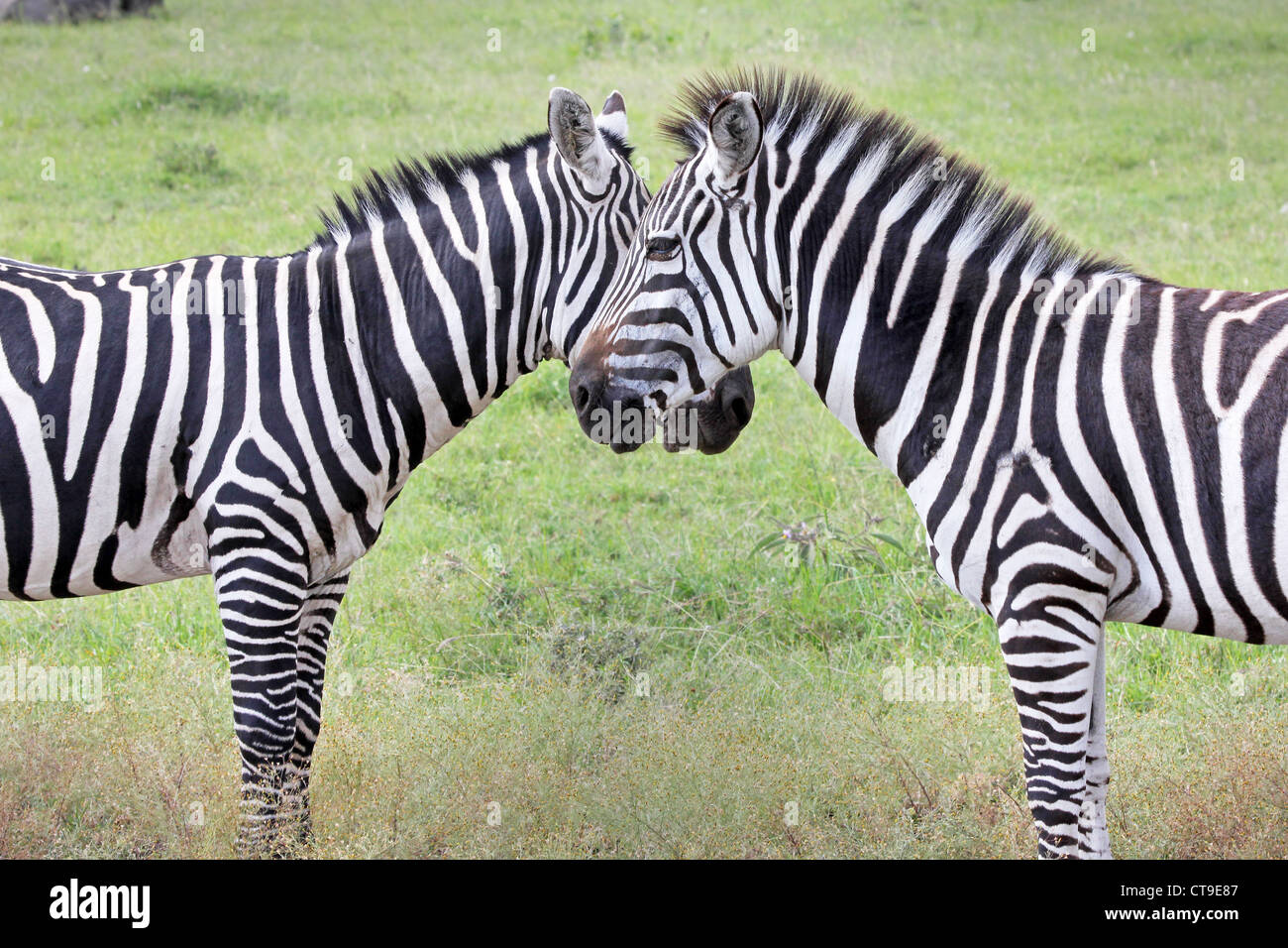 Deux WILD Zebra (Equus quagga) créer une symétrie parfaite et l'harmonie tout en se tenant face à face au Kenya, Afrique. Banque D'Images