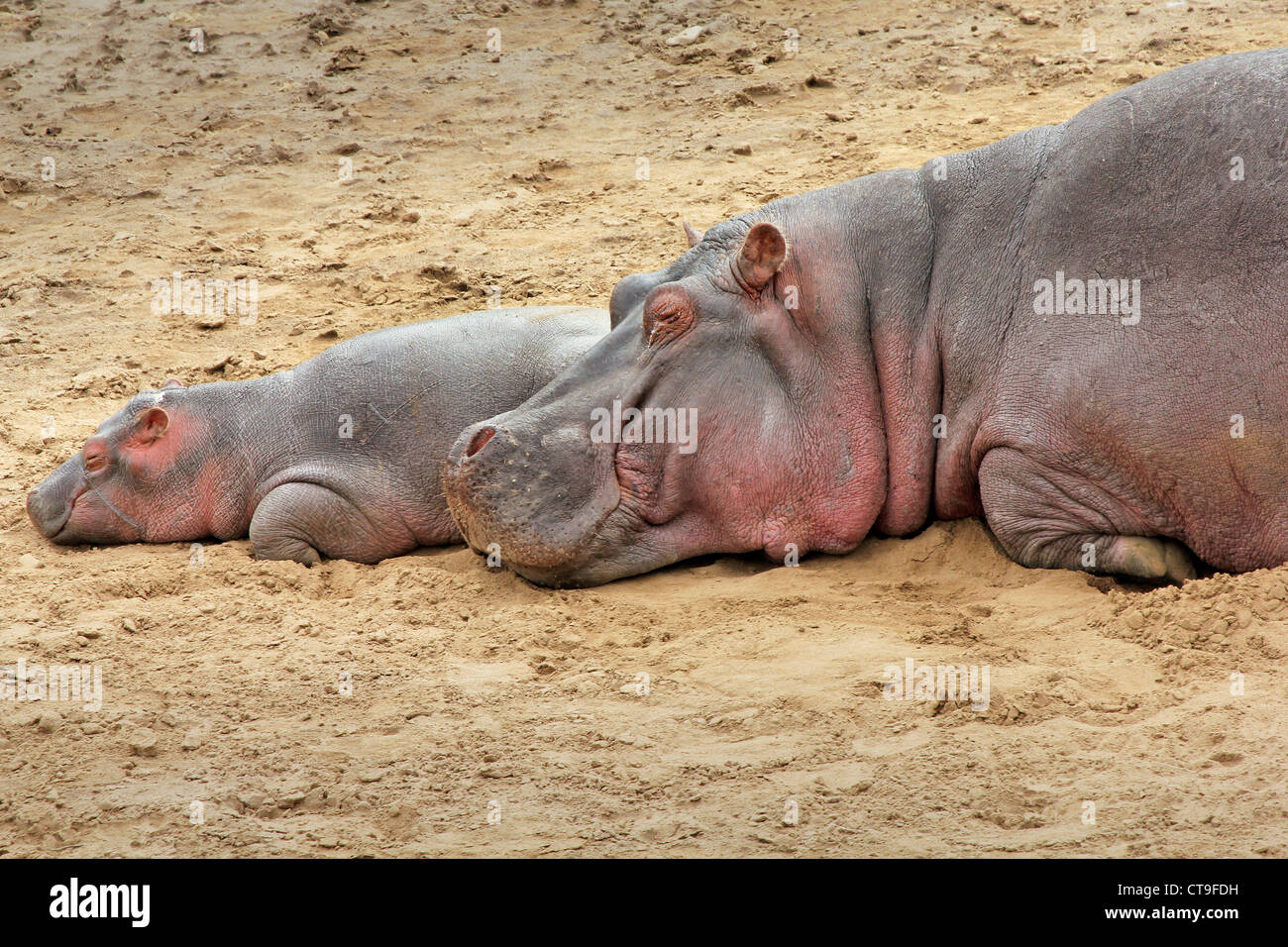 La mère et l'enfant sauvage un hippopotame dormir sur la rive de la rivière Mara dans le Masai Mara, Kenya, Afrique. Banque D'Images