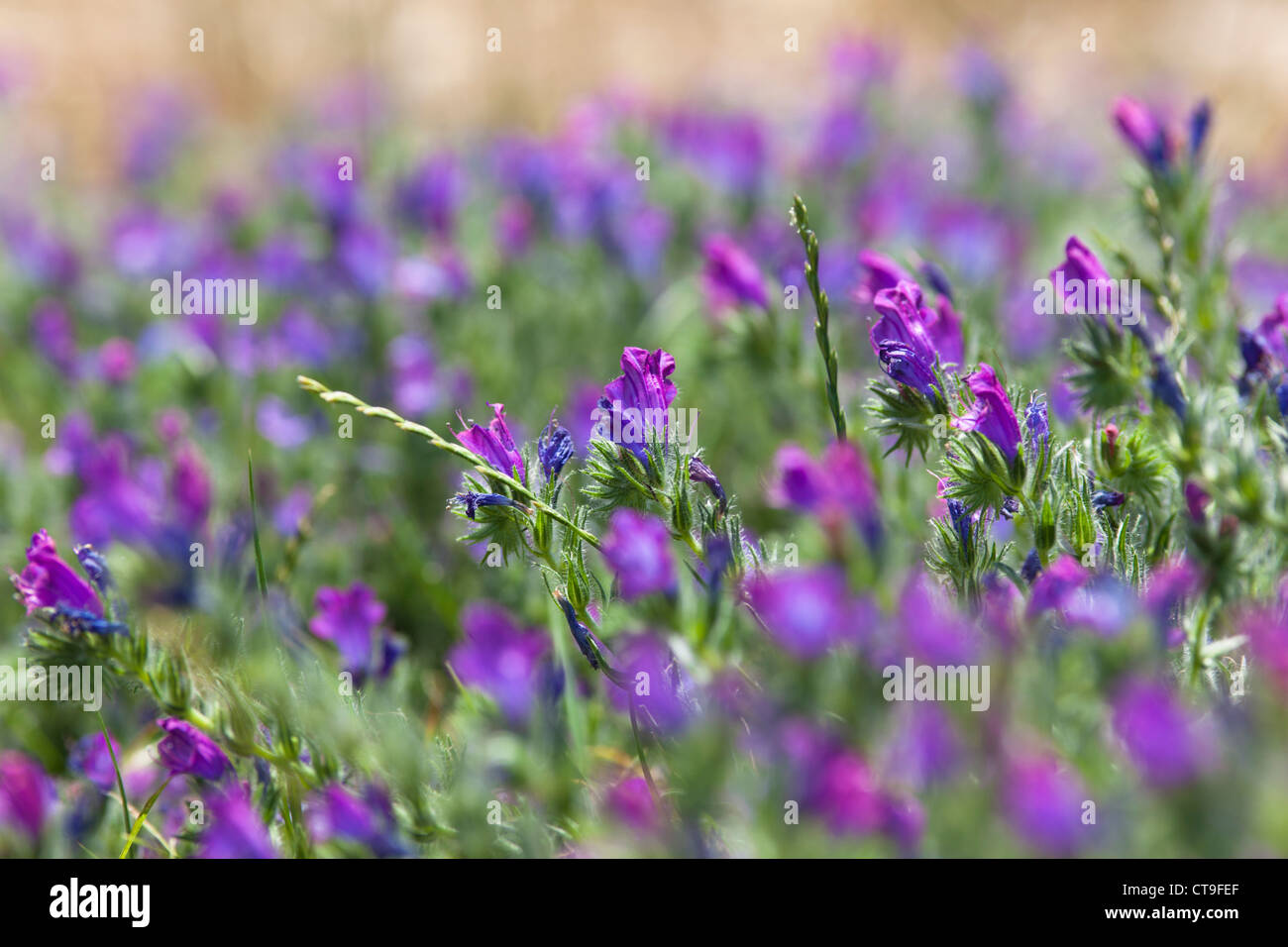 Purple Mountain fleurs dans les montagnes de Supramonte Banque D'Images