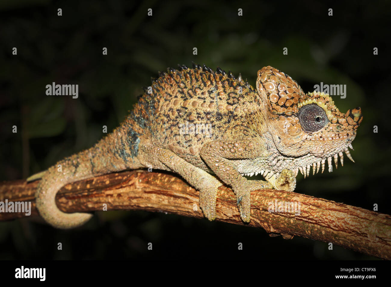 Cameleon Casque Banque D Image Et Photos Alamy