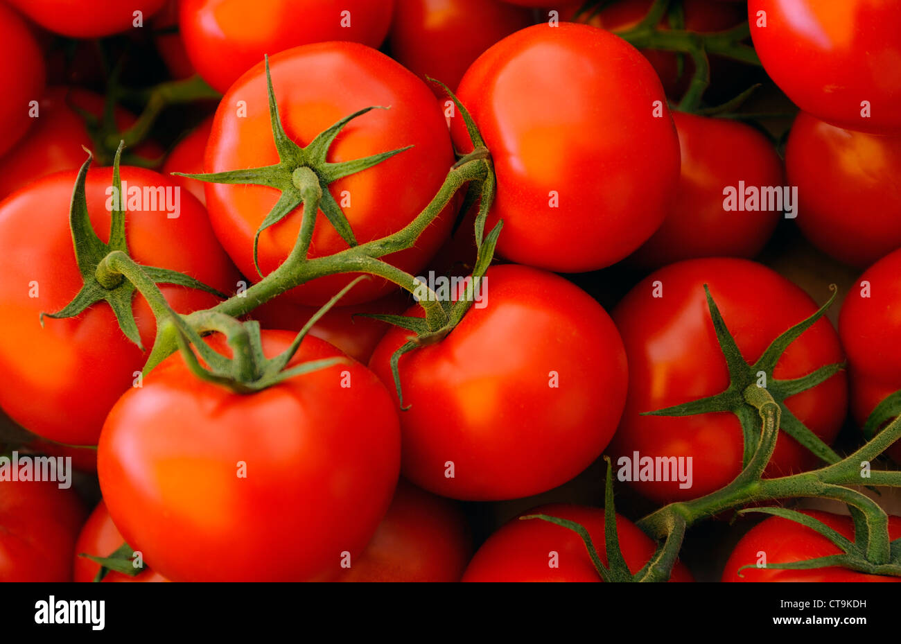 Les tomates fraîches sur la vigne dans un marché français Banque D'Images