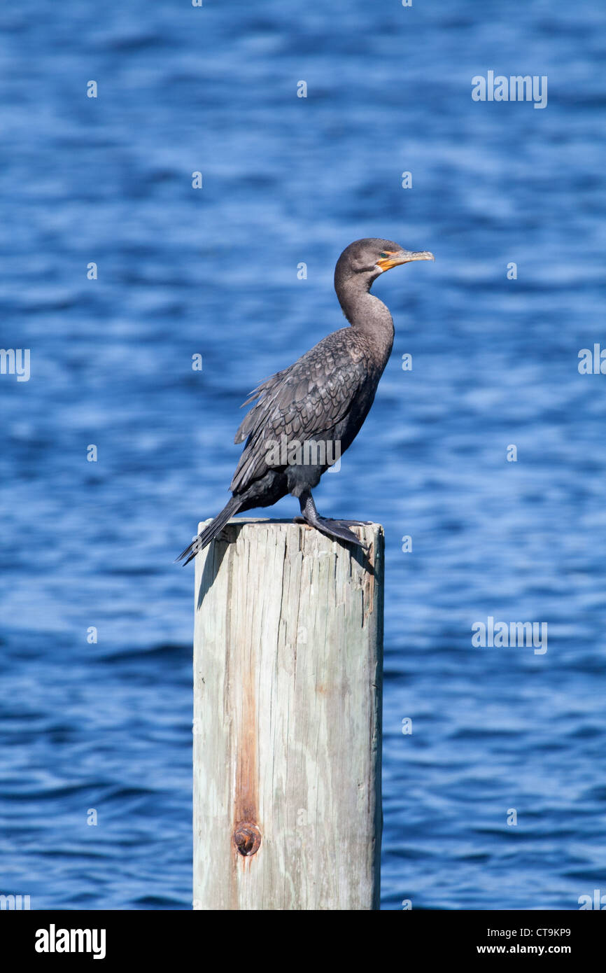 Phalacrocorax brasilianus Neotropic Cormorant, Banque D'Images