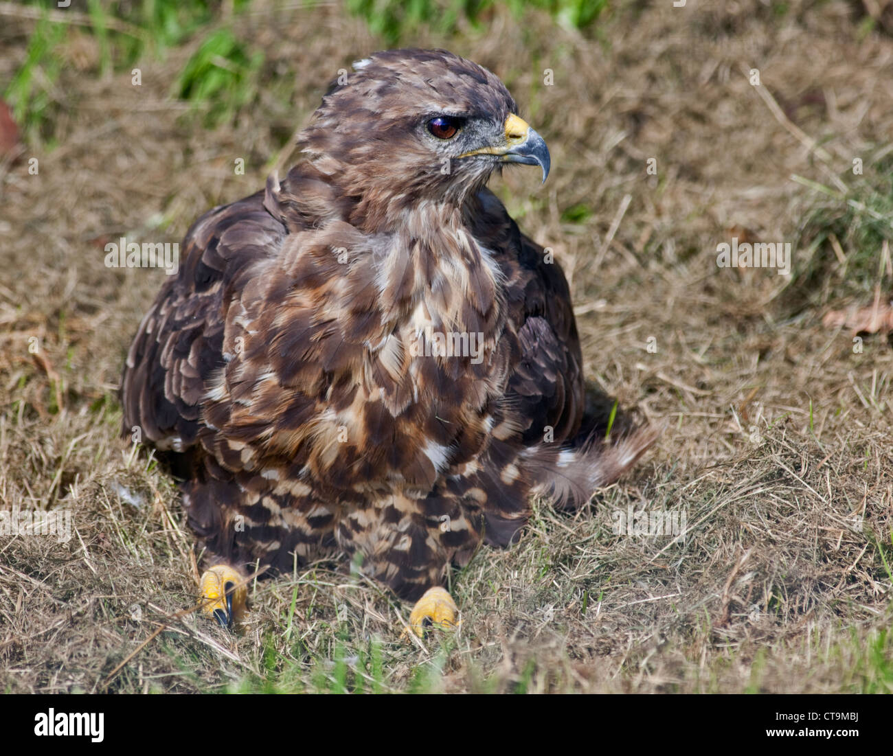 Ou européenne buse variable (Buteo buteo) Banque D'Images