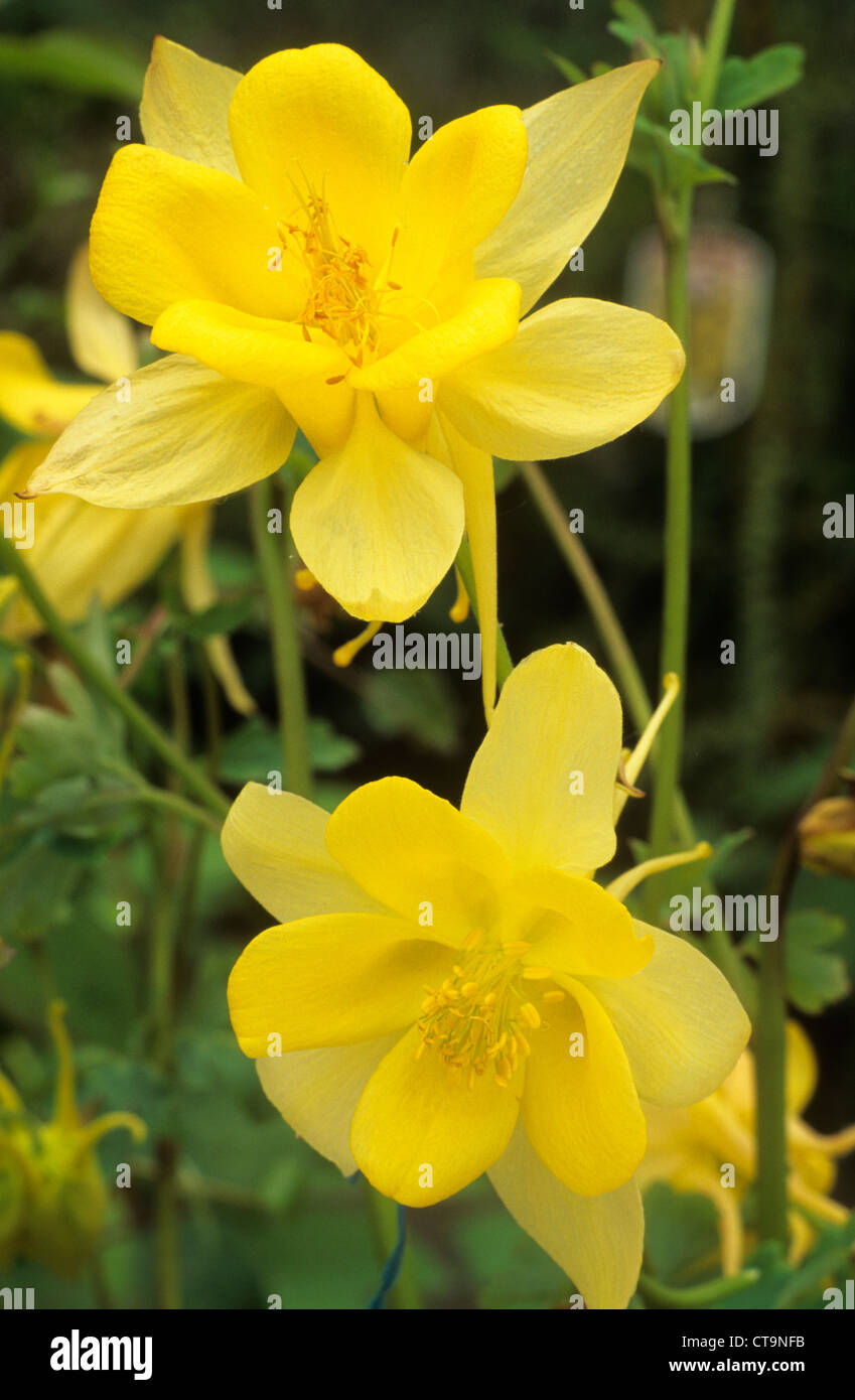 Aquilegia chrysantha 'Yellow Queen' fleur jaune Ancolie fleurs jardin  plantes aquilegias ancolies Photo Stock - Alamy