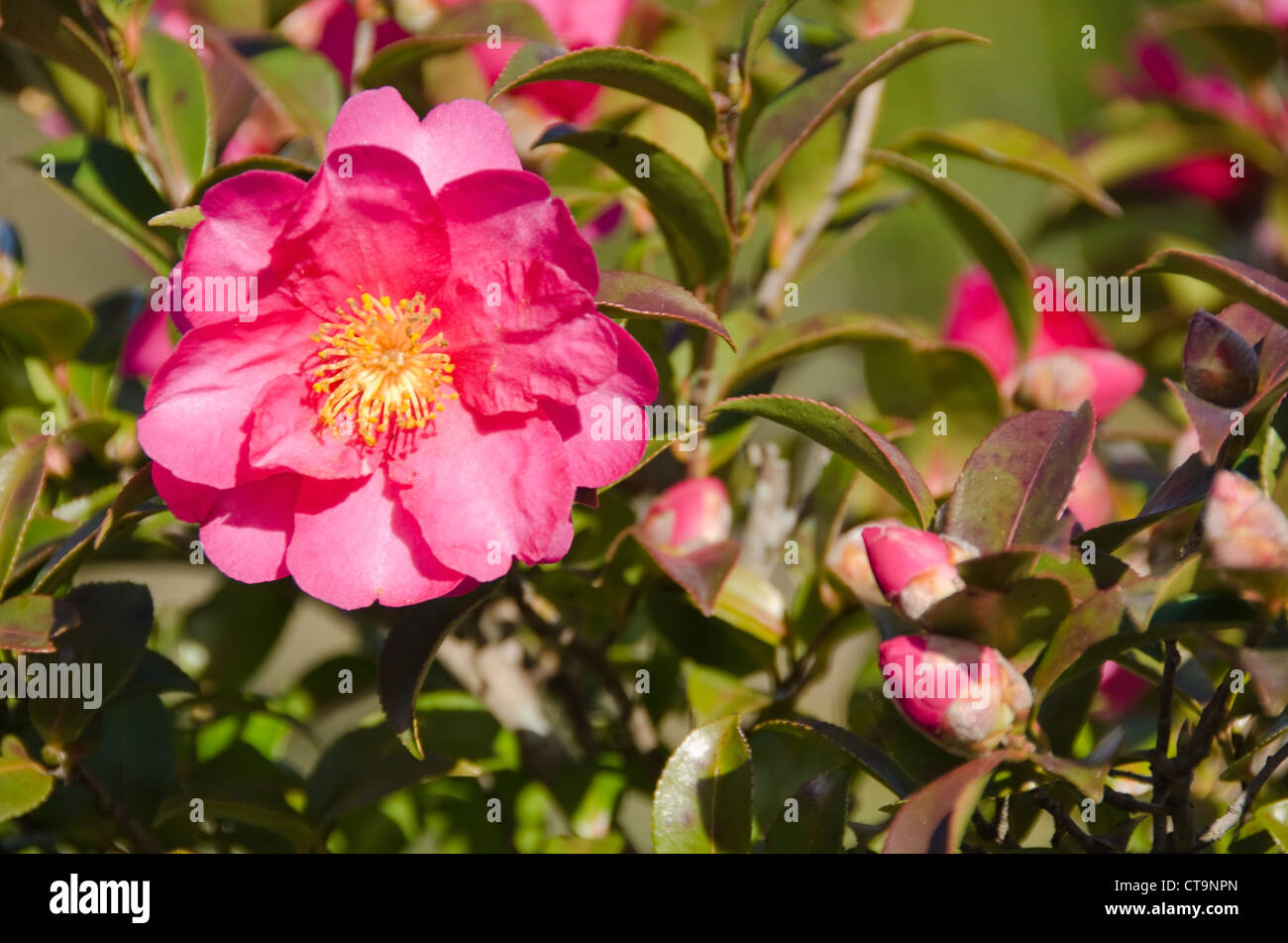 Fleur Rose Dun Camellia Camellia Japonica Japonais Sur Un