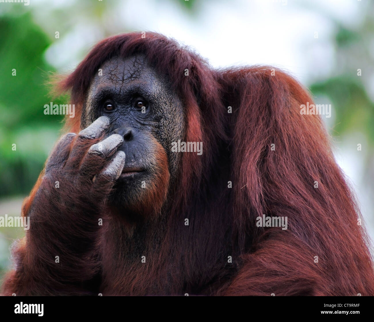 Orang-outan (Pongo pygmaeus) Portrait, Close Up Banque D'Images