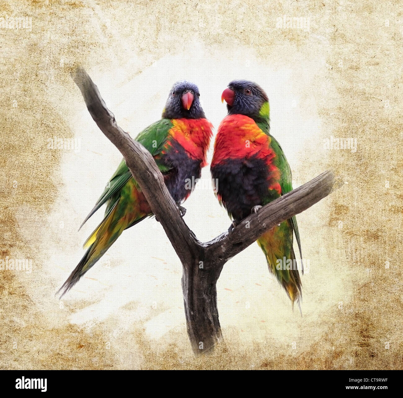 Grunge Background avec perroquets colorés Banque D'Images