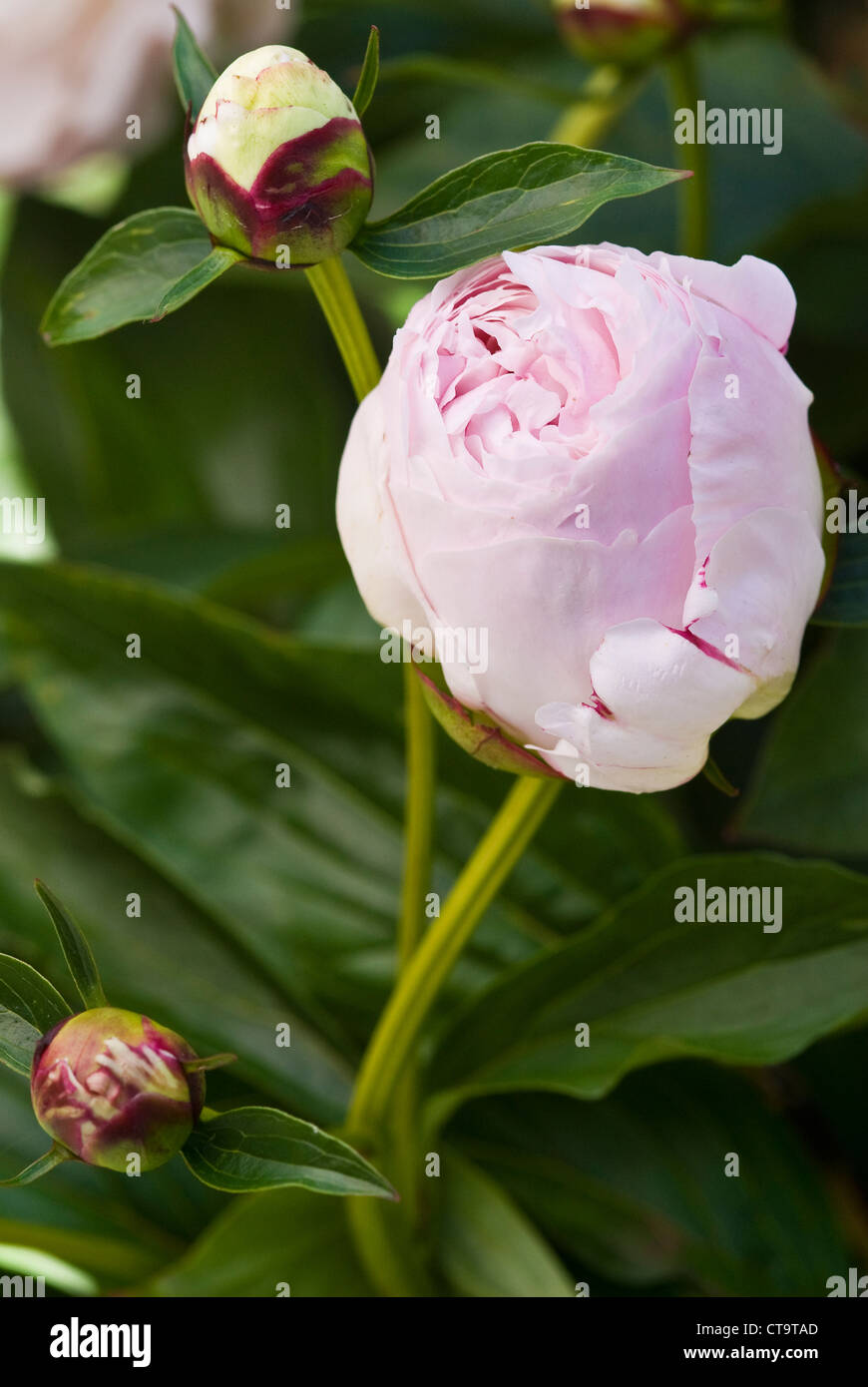 La pivoine 'Shirley Temple' Photo Stock - Alamy