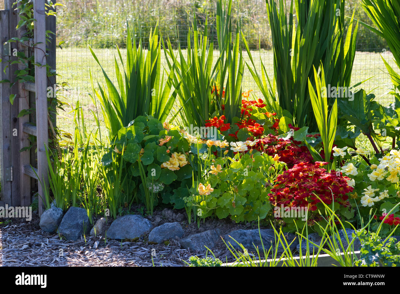Jardin de fleurs au petit matin Banque D'Images