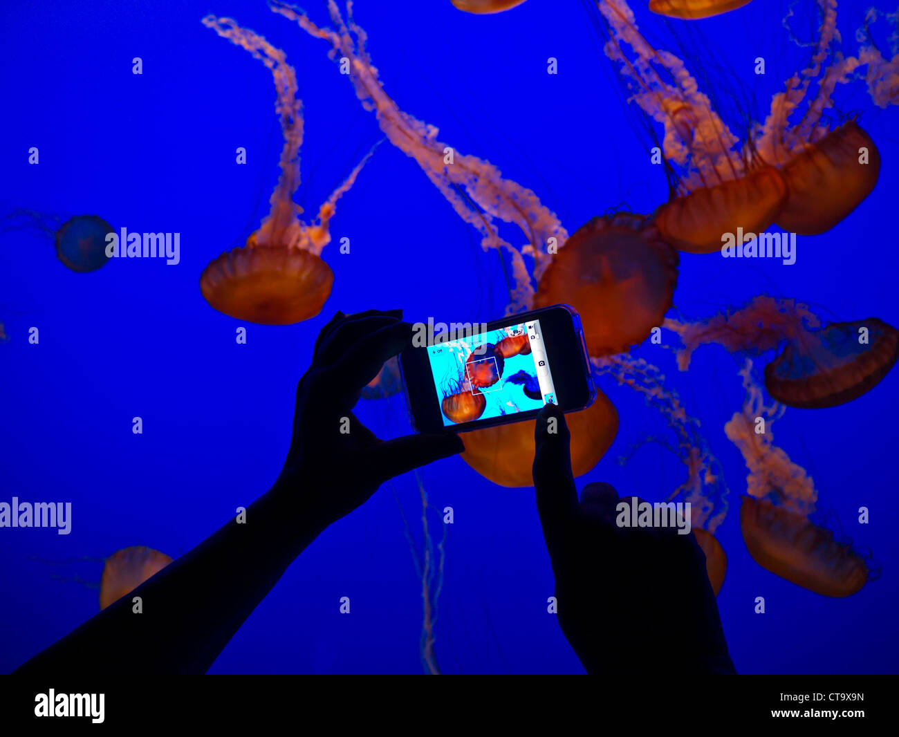 Hand holding Apple iPhone 4S'enregistrer des images de méduses dans la baie de Monterey Monterey Aquarium California USA Banque D'Images
