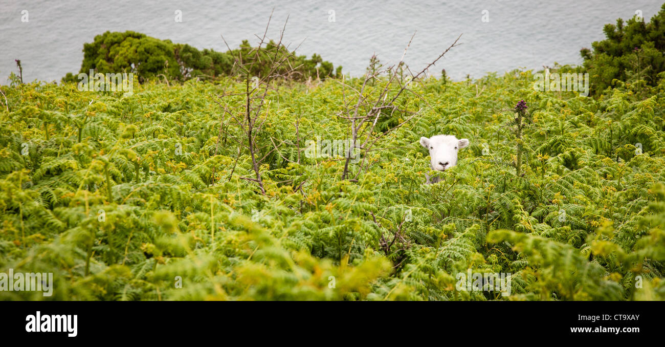 Mouton Blanc face peering out de dense fougère sur une falaise dans le Nord du Devon Banque D'Images