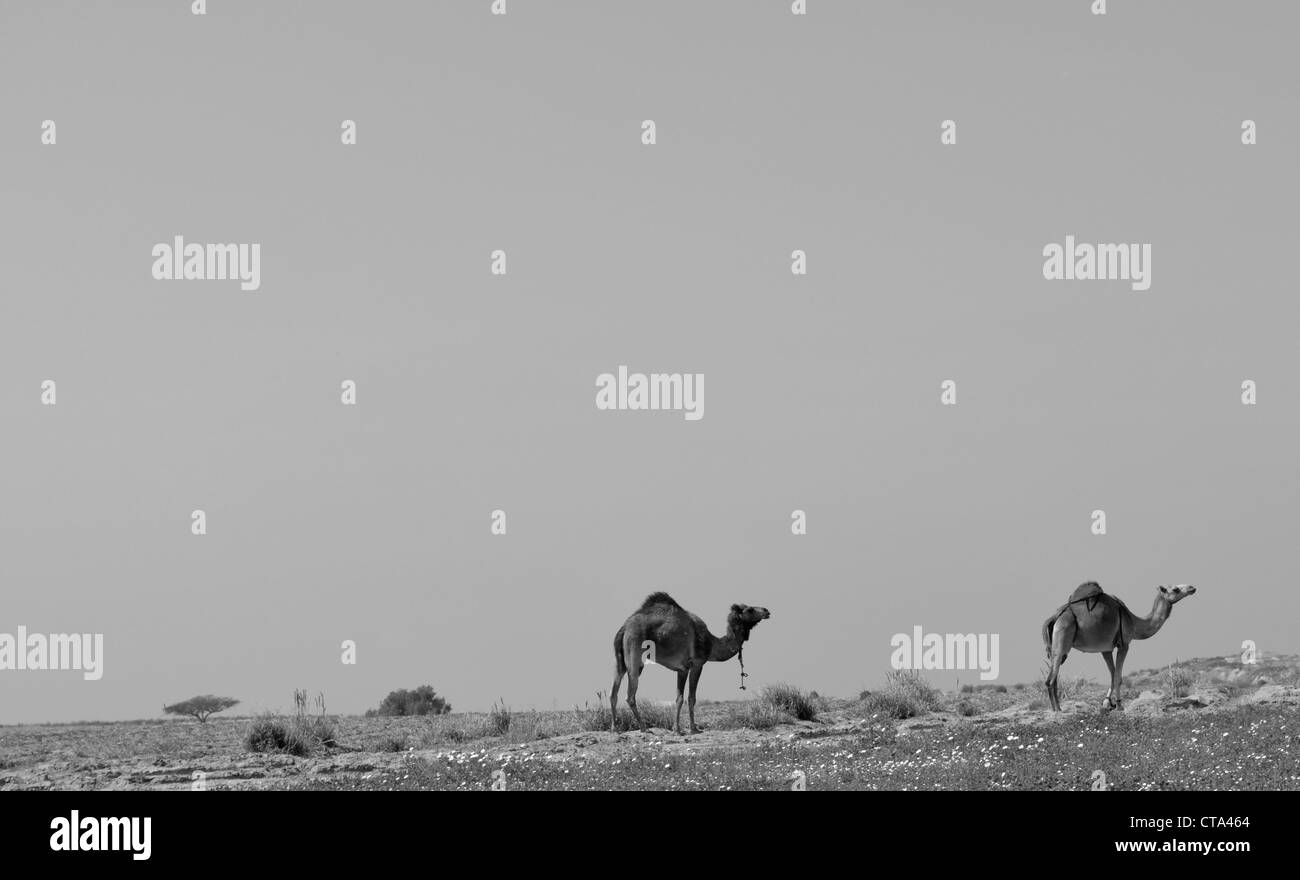 Des chameaux dans le désert en noir et blanc Banque D'Images