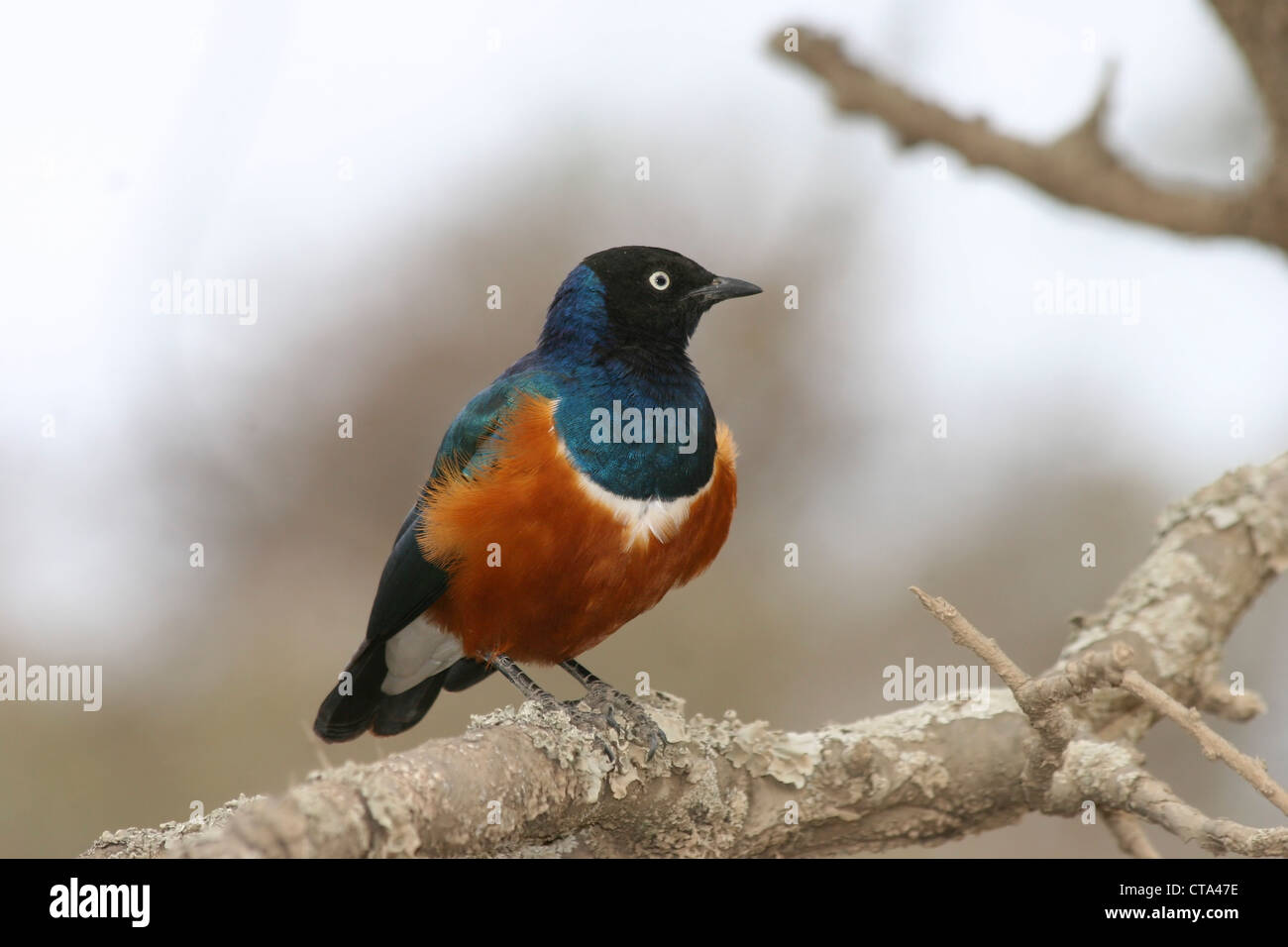 Superbe Starling (Lamprotornis superbus) perché sur une branche photographié en Tanzanie Banque D'Images