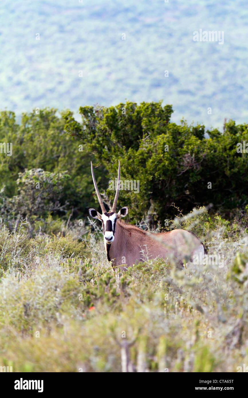 Oryx commun dans Private Game Reserve, Eastern Cape, Afrique du Sud Banque D'Images