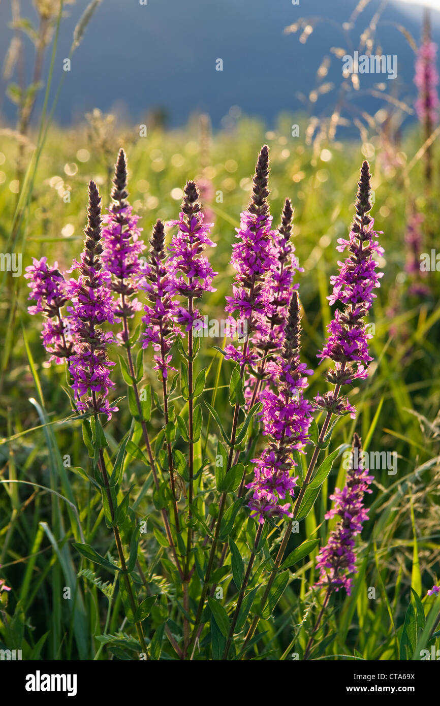 La Salicaire (Lythrum salicaria), Allemagne Banque D'Images