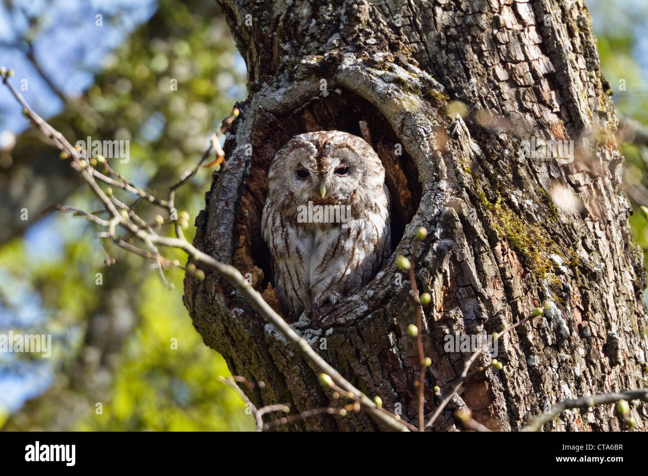 Brown Owl (Strix Aluco enr.) dans un tronc d'arbre, Bavière, Allemagne Banque D'Images