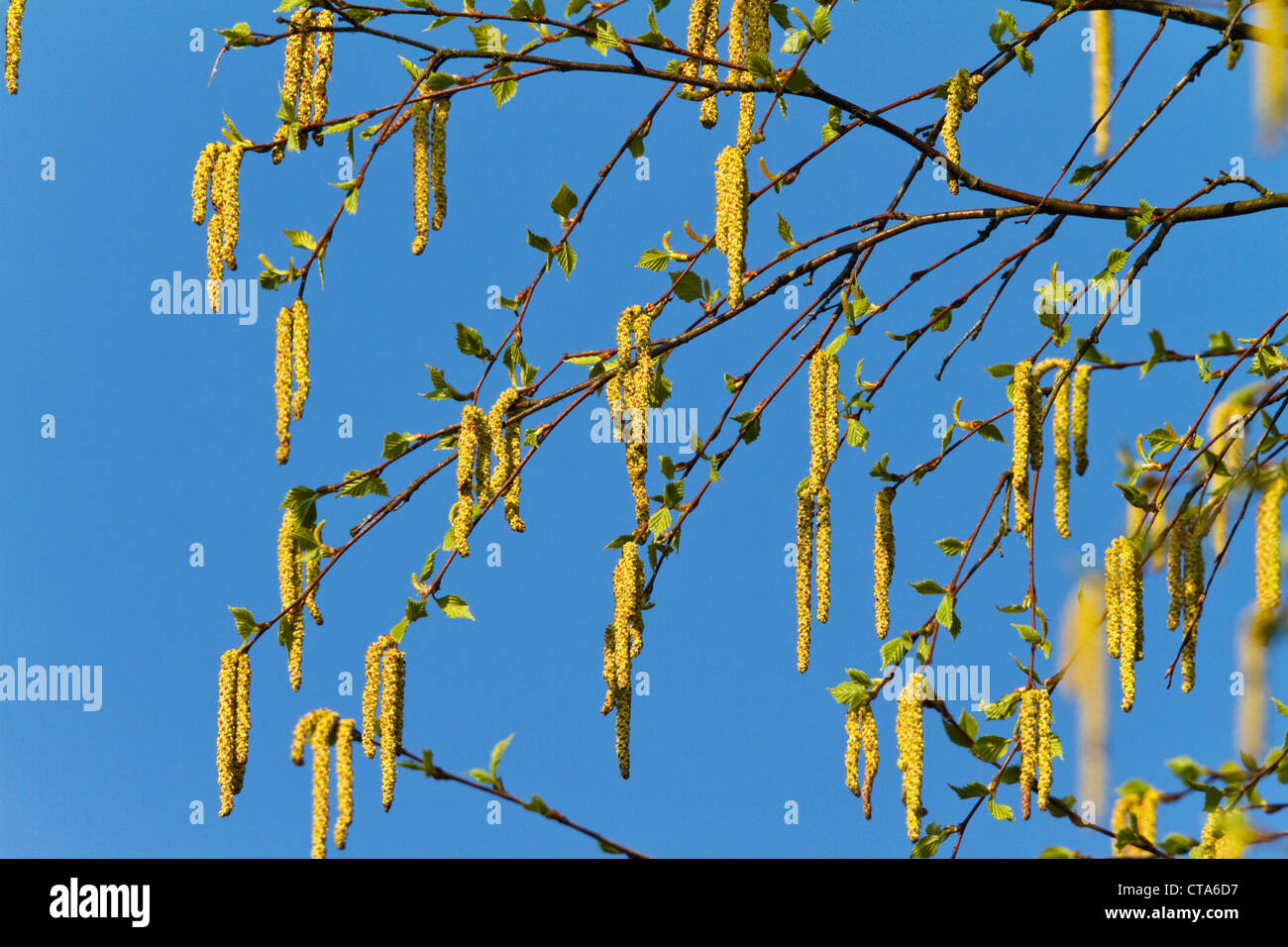 Chatons sur un bouleau verruqueux (Betula pendula), Bavière, Allemagne Banque D'Images Chatons sur un bouleau verruqueux (Betula pendula), Bavière, Allemagne Banque D'Images