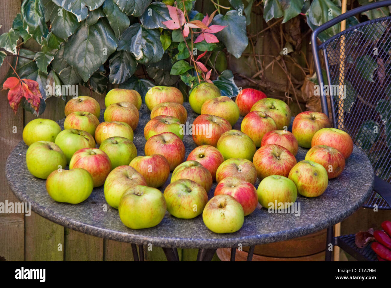 Pommes Bramley exceptionnels dans un jardin anglais Banque D'Images