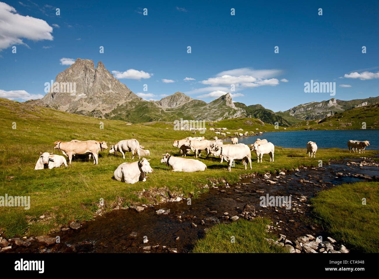 Troupeau de bovins au Lac Roumassot, Pic du Midi d'Ossau en arrière-plan, vallée d'Ossau, Pyrénées françaises, Pyrenees-Atlantiques, AQ Banque D'Images