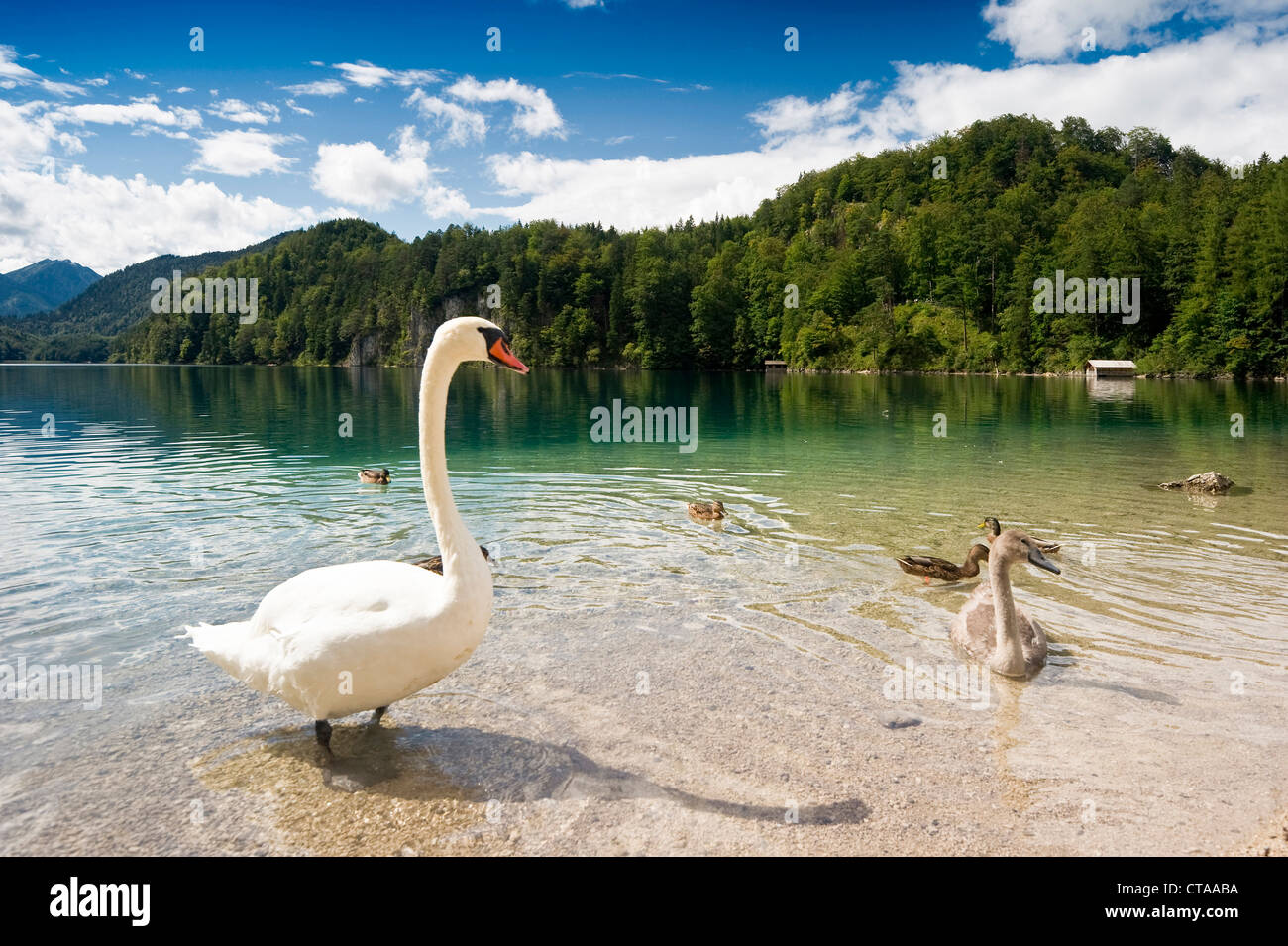 Cygne au lac Alpsee, Allgau, Bavière, Allemagne Banque D'Images