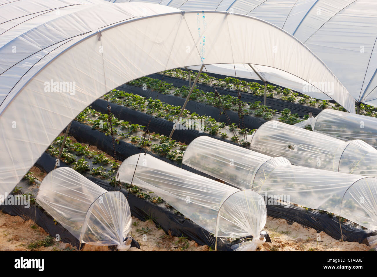 Les tunnels en plastique utilisées pour la culture des fraises près de Palos de la Frontera, province de Huelva, Andalousie, Espagne du sud. Banque D'Images