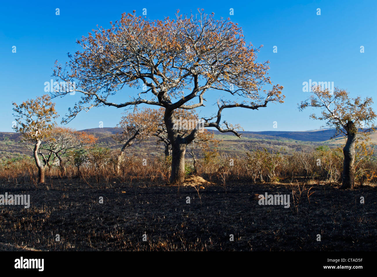 Bushveld noirci incendie dans la réserve Hluhluwe-Umfolozi, Kwazulu Natal, Afrique du Sud Banque D'Images