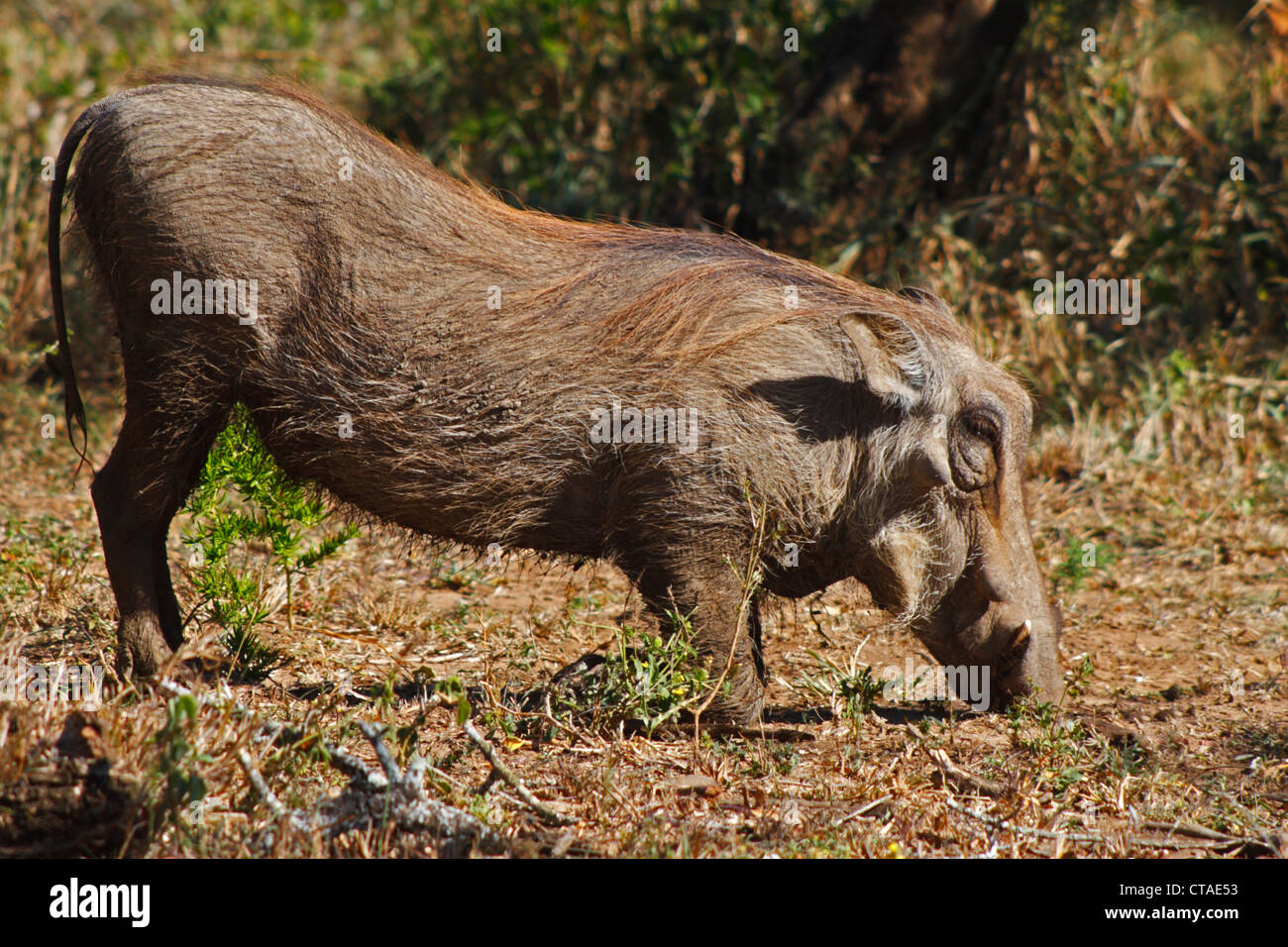 Phacochère (Phacochoerus africanus) pâturage dans la réserve de Hluhluwe-Umfolozi Banque D'Images