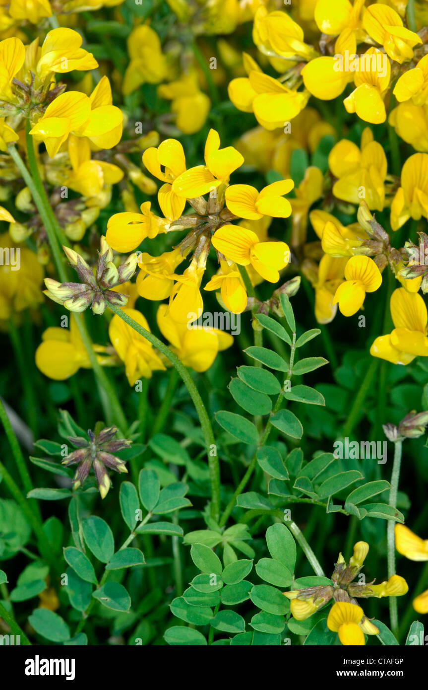 La vesce HORSESHOE Hippocrepis comosa (Fabaceae) Banque D'Images