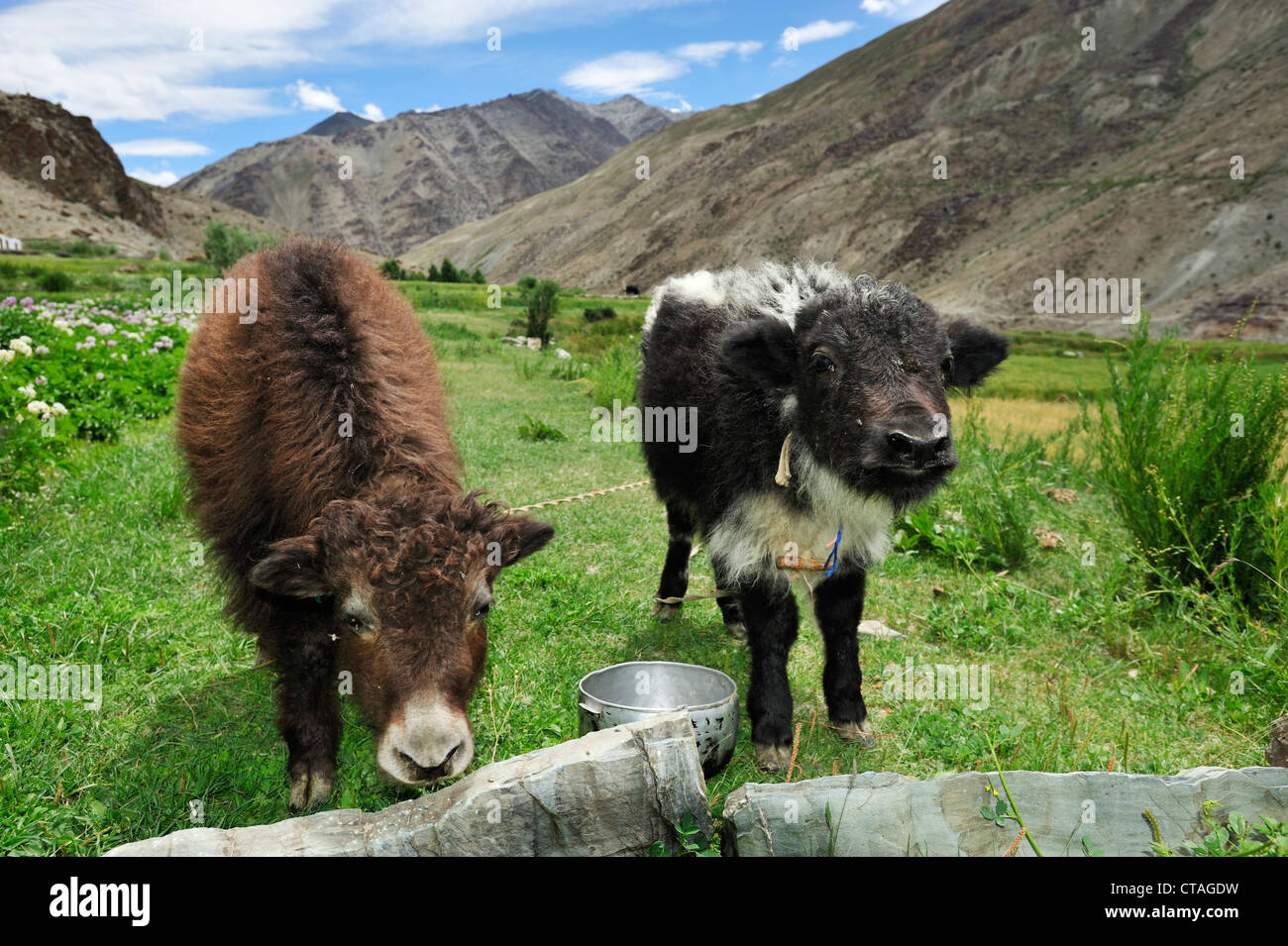 Yak veaux, entre Padum et Phuktal, Zanskar, traverse la gamme Gamme Zanskar, Zanskar, Ladakh, Inde Banque D'Images