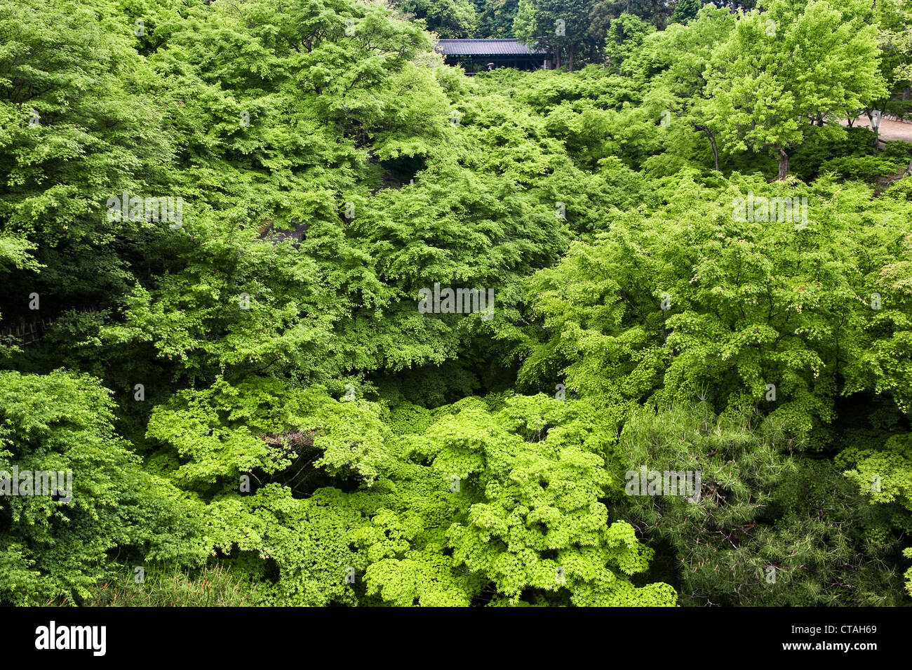 La vue célèbre des érables japonais (acer palmatum) à Tofuku-ji, Kyoto, Japon, vue depuis le pont Tsuten-kyo en été Banque D'Images