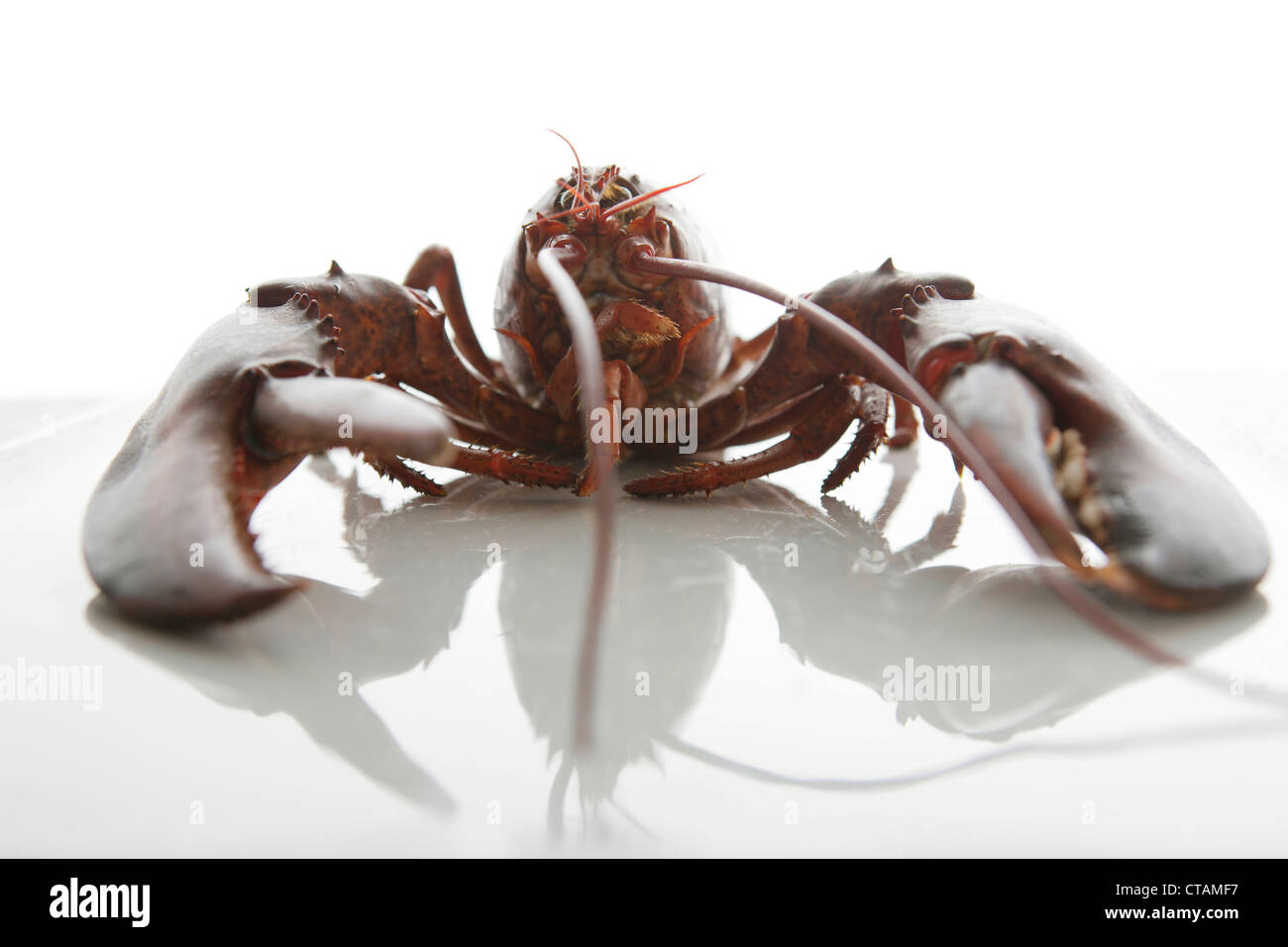 Close up d'un homard, fruits de mer, de l'alimentation Banque D'Images