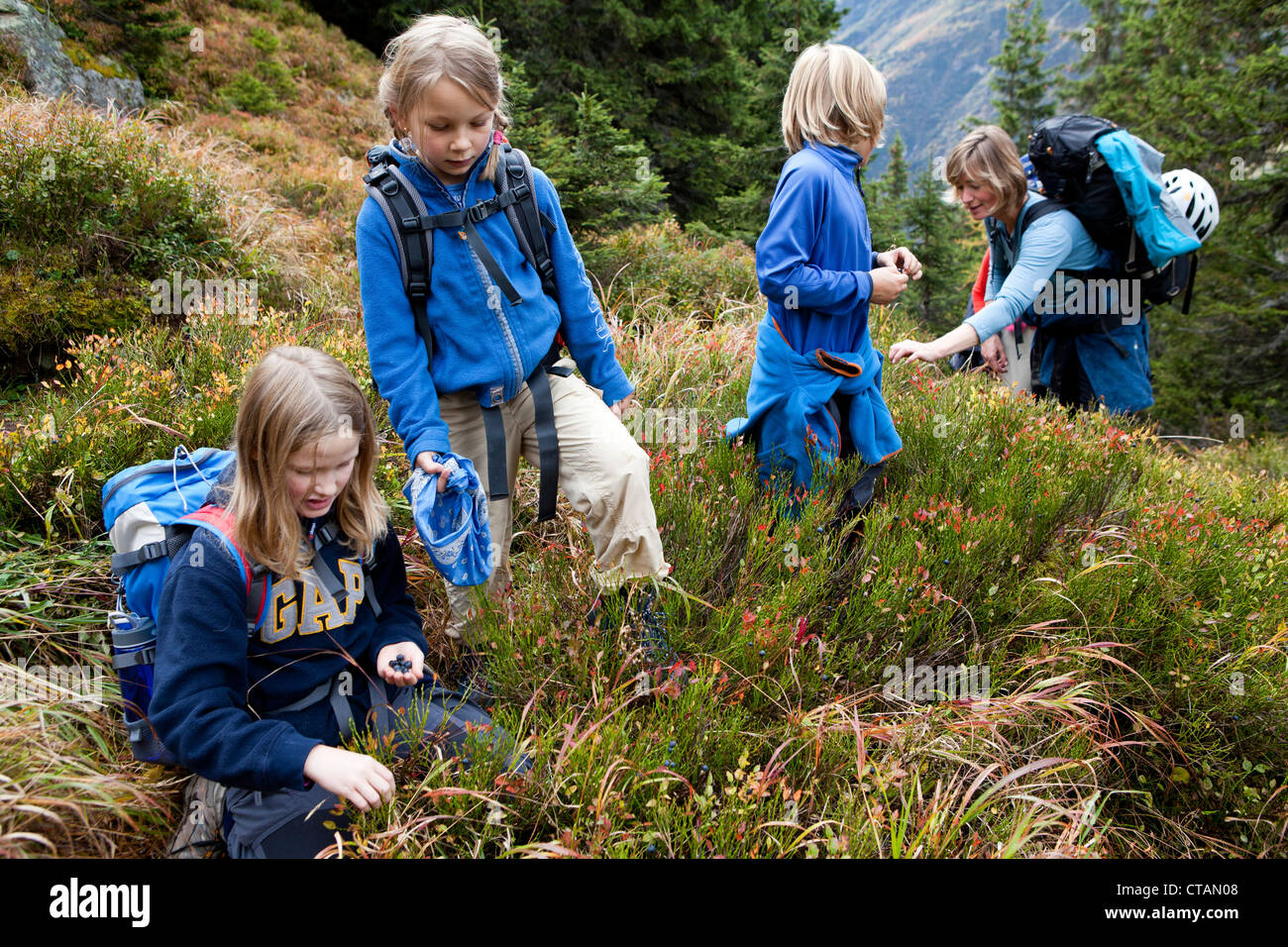 Deux filles, un garçon et une femme ramasser les bleuets sur une randonnée dans les montagnes, Kanton Uri, Suisse Banque D'Images