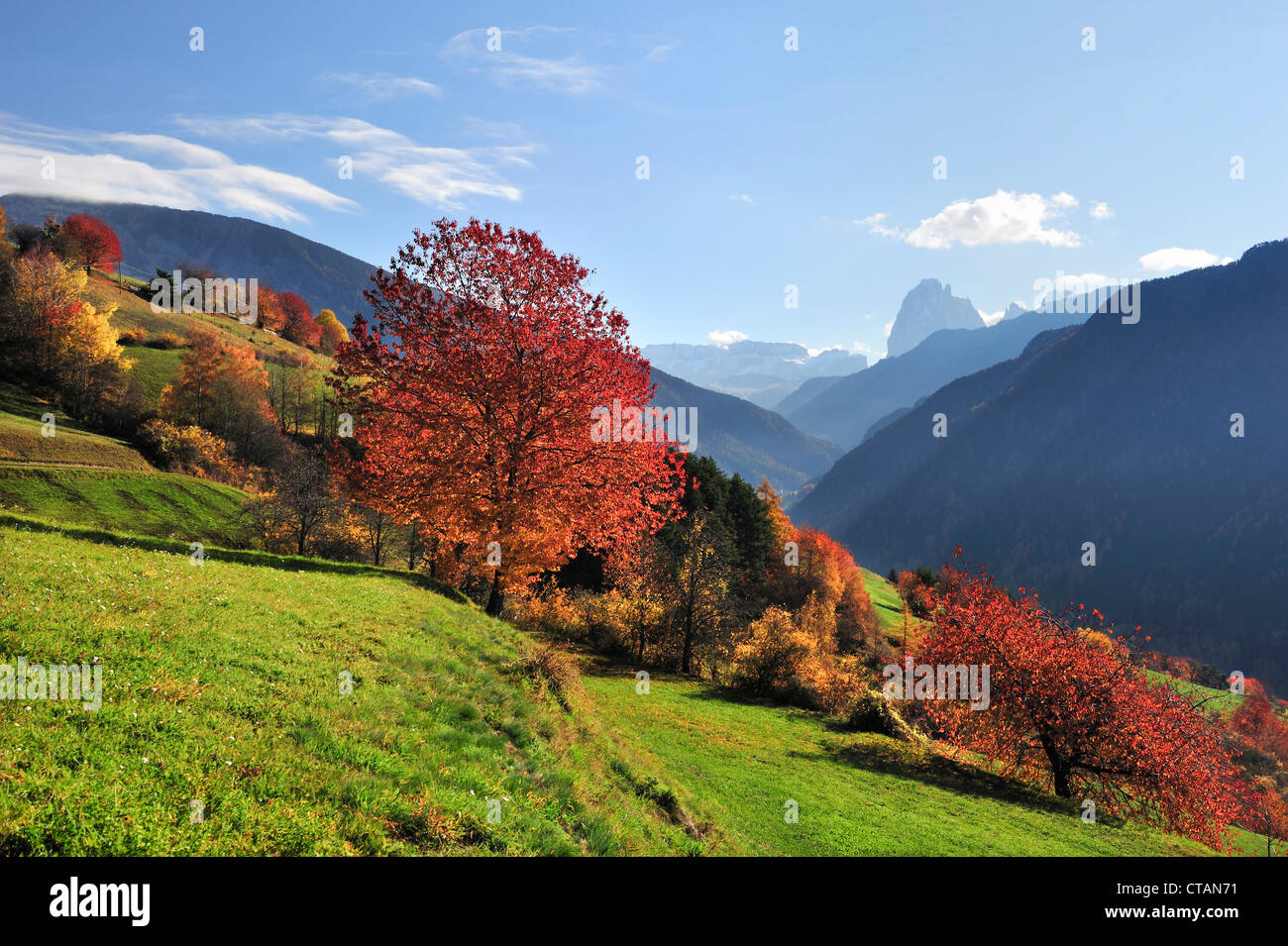 Des arbres fruitiers en couleurs d'automne avec Sella et gamme gamme Langkofel en arrière-plan, la vallée de Groeden, Dolomites, UNESCO World Sa Banque D'Images