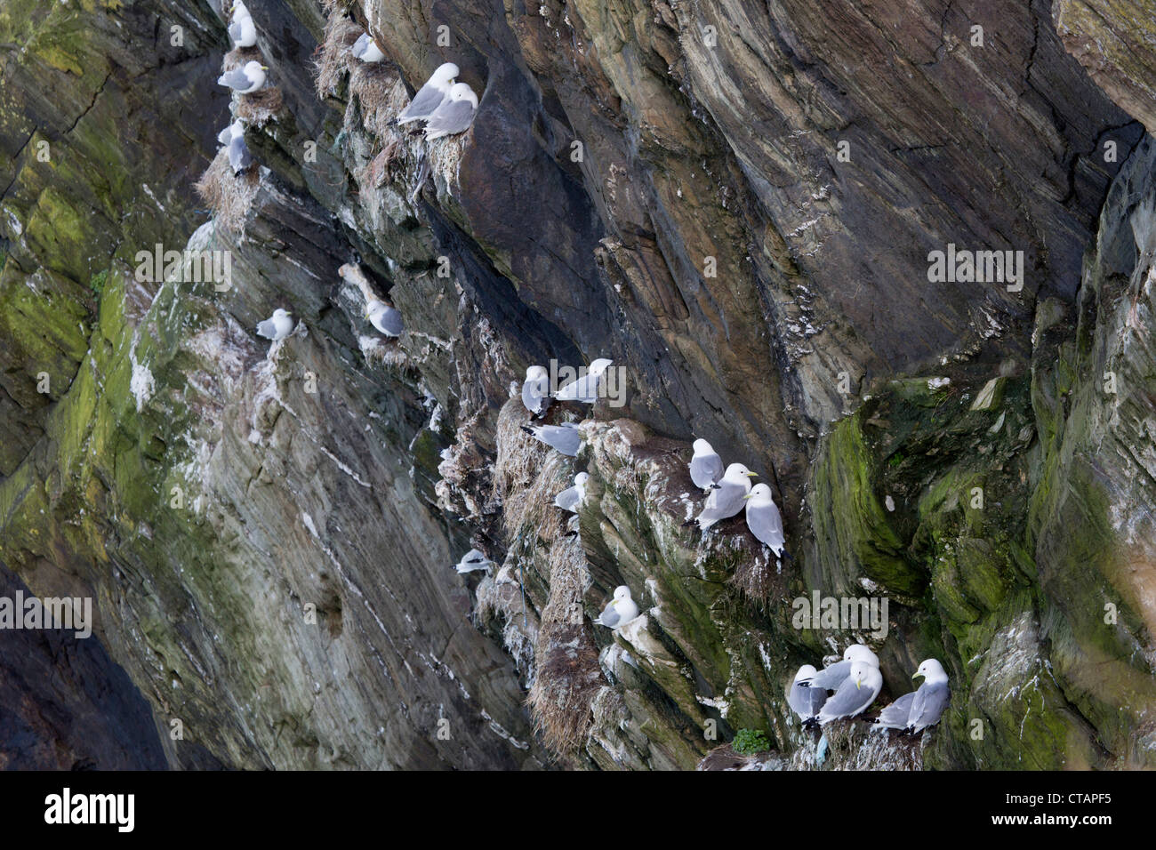 Mouette tridactyle (Rissa tridactyla) ; sur les falaises de nidification ; ; ; Cornwall UK Banque D'Images