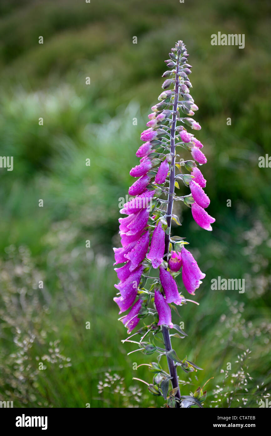 Aussi appelée la Digitale Digitalis purpurea avec gouttes de pluie sur les pétales. Banque D'Images