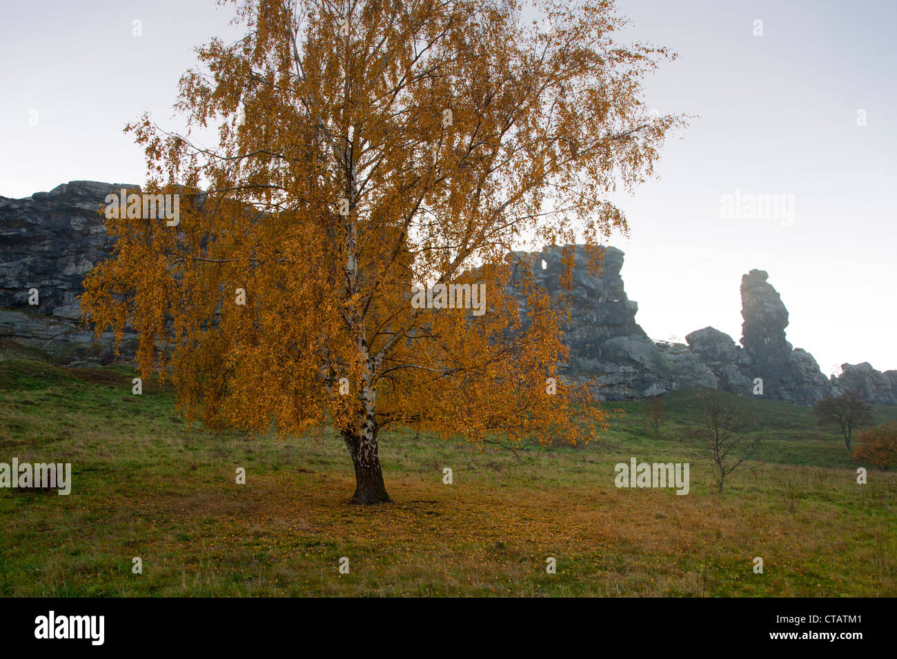 Bouleau d'automne arbre en face de rock formation Teufelsmauer, près de Blankenburg, Harz, Saxe-Anhalt, Allemagne, Europe Banque D'Images