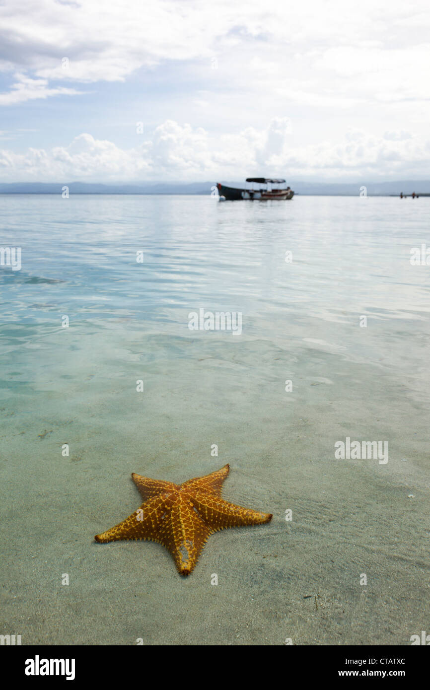 Étoile de mer avec un bateau en arrière plan à Ocean Dunes sur l'Île de Colon, Bocas del Toro, PANAMA. Banque D'Images